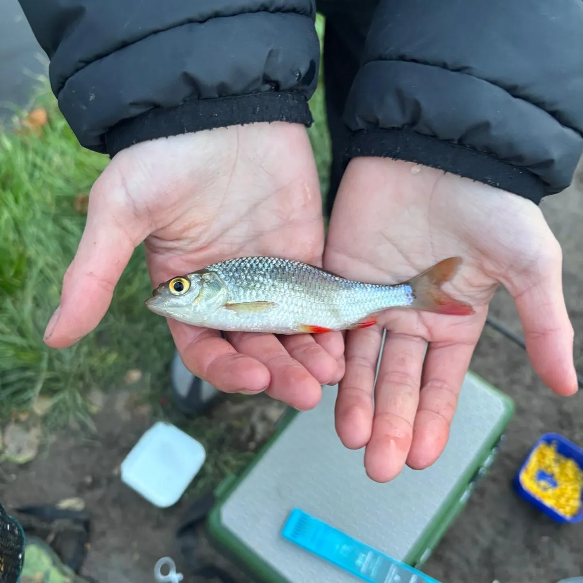 The most recent Smooth hammerhead shark catches on Fishbrain