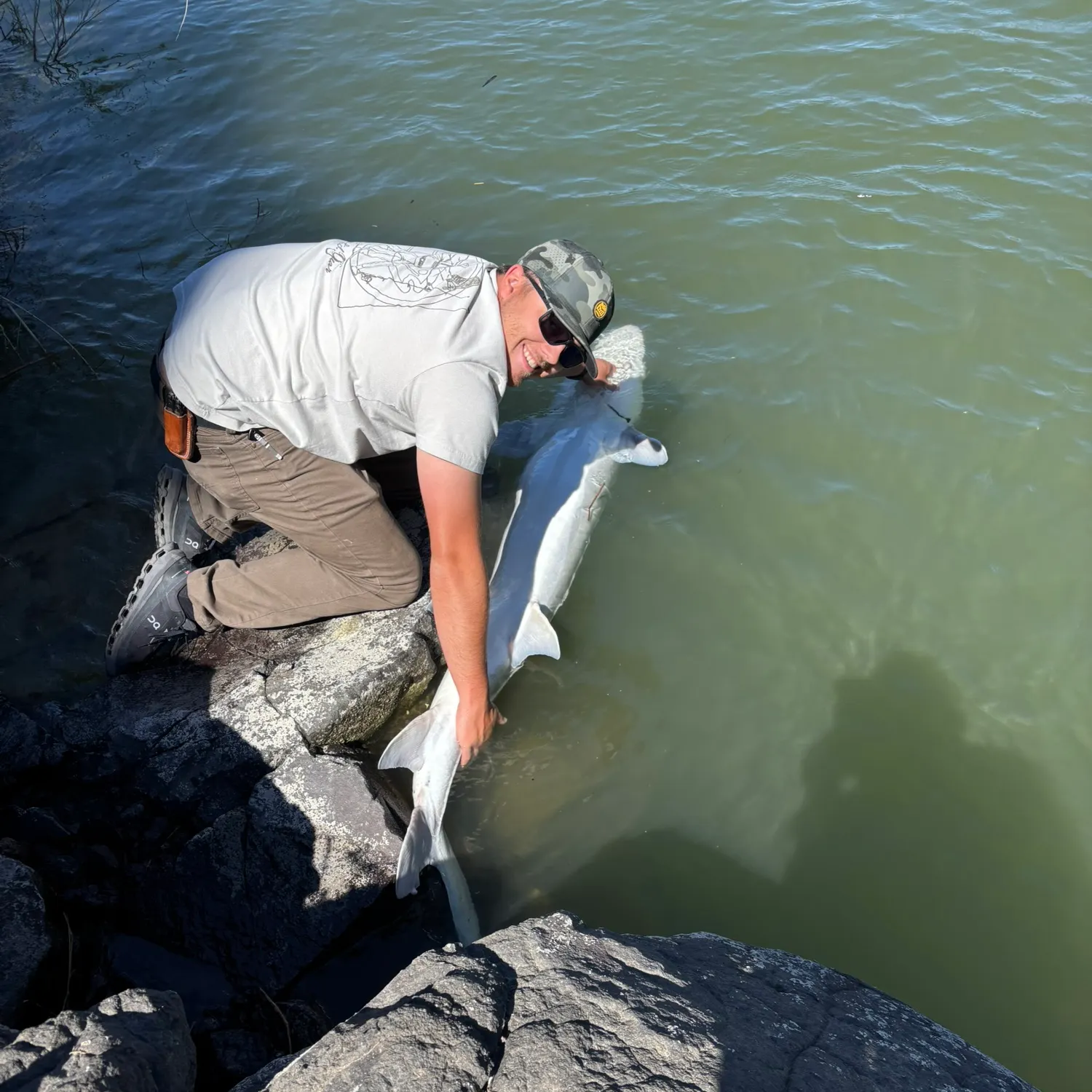 The most recent White sturgeon catches on Fishbrain
