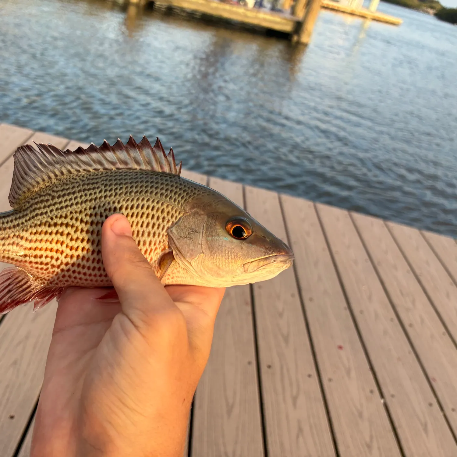 Mangrove snapper caught on Fishbrain