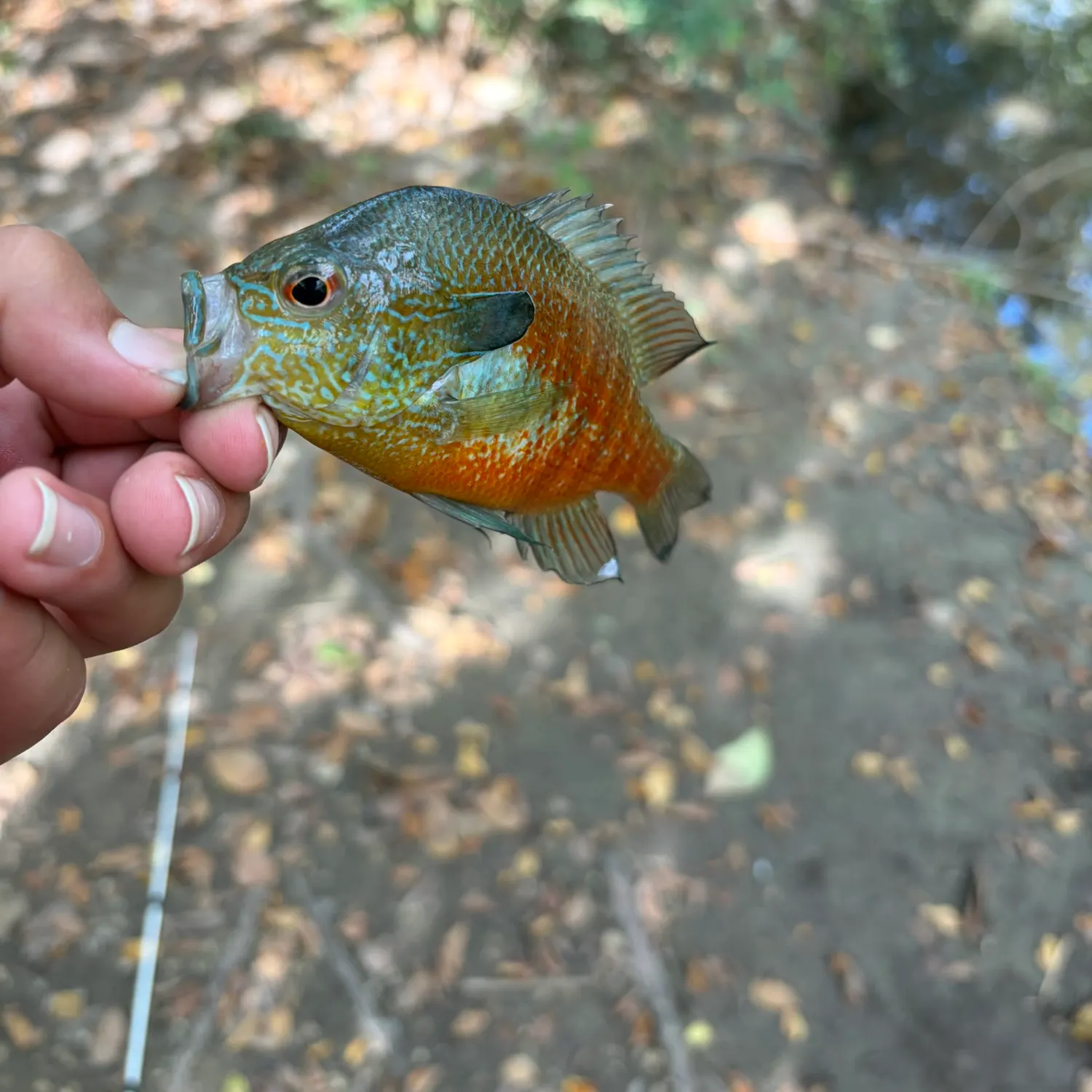 The most recent Plains longear sunfish catches on Fishbrain