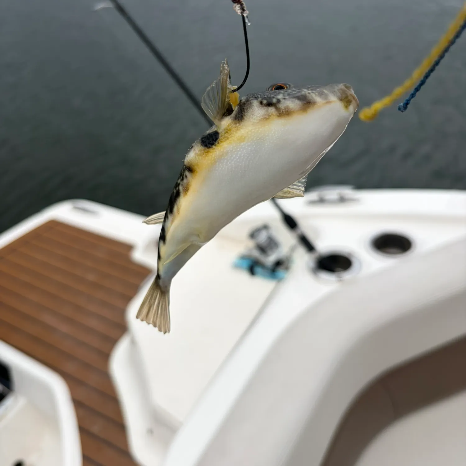 Northern puffer caught on Fishbrain