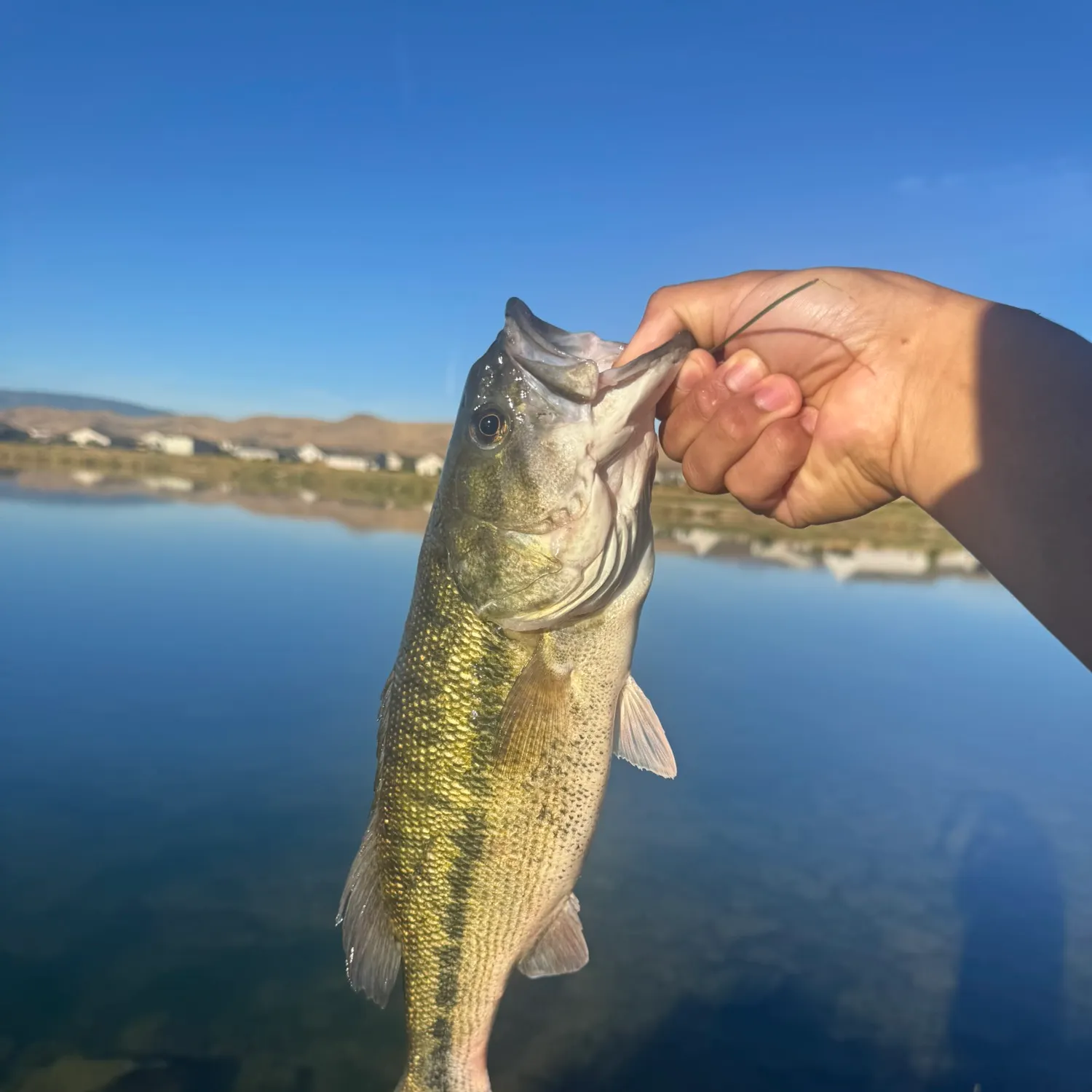 Spotted bass caught on Fishbrain