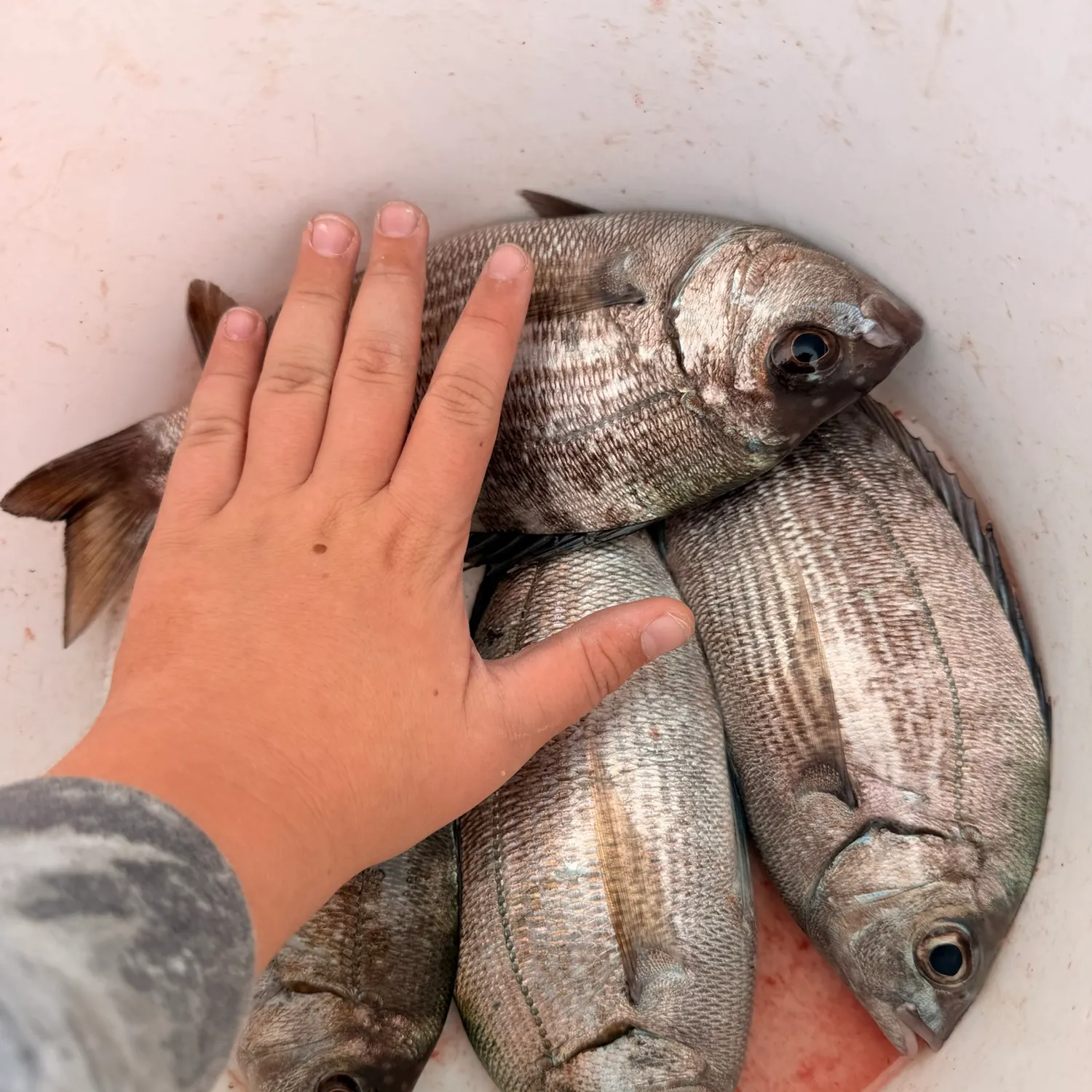 The most recent Black seabream catches on Fishbrain