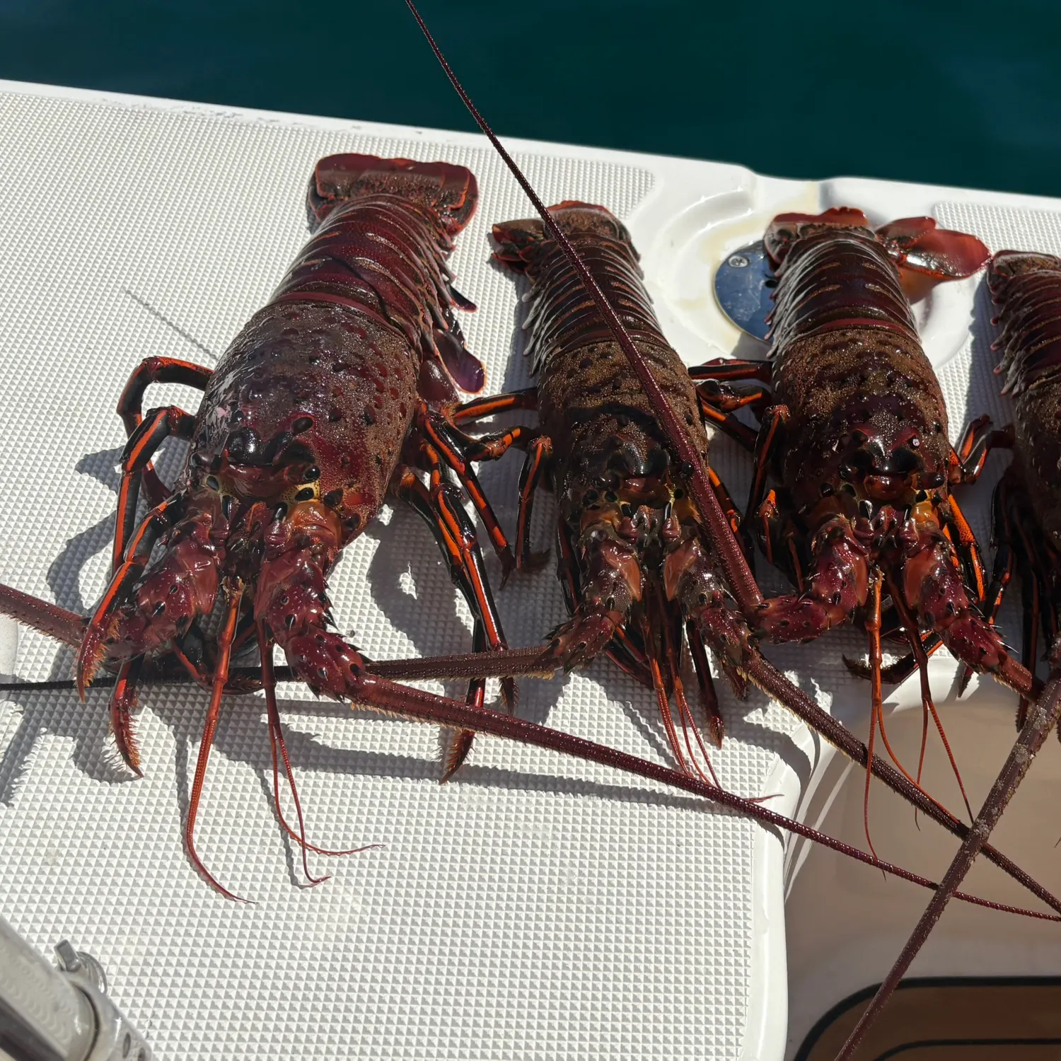 The most recent Southern rock lobster catches on Fishbrain