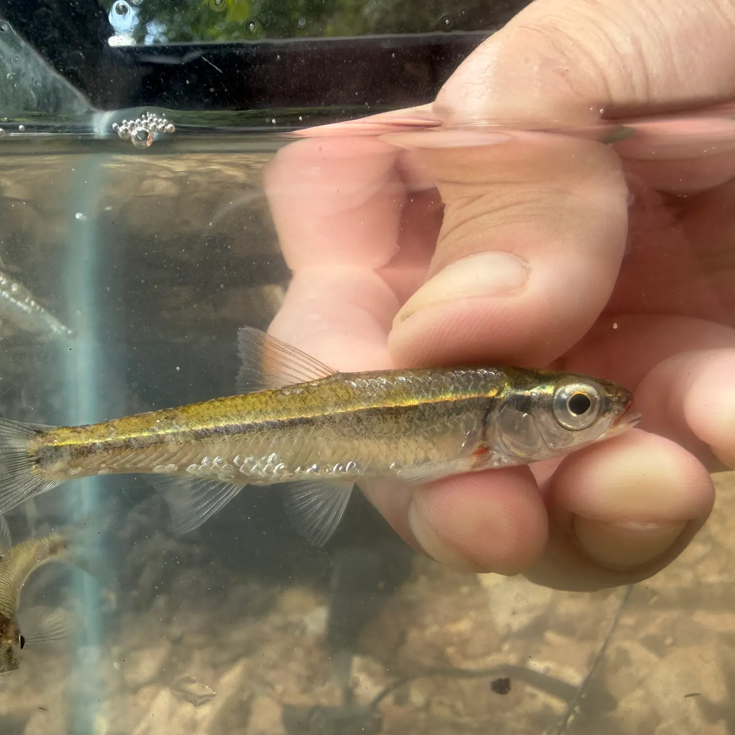 The most recent Bleeding shiner catches on Fishbrain