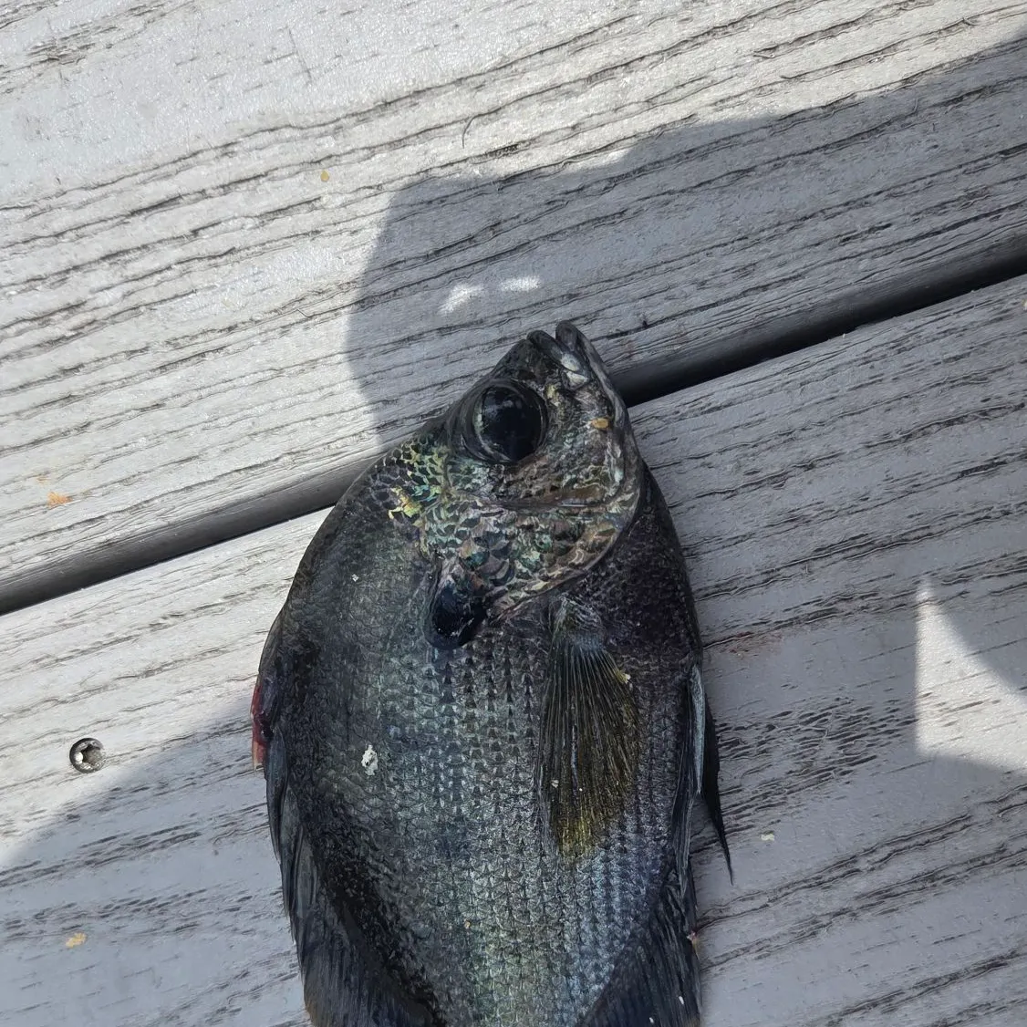 The most recent Coppernose bluegill catches on Fishbrain