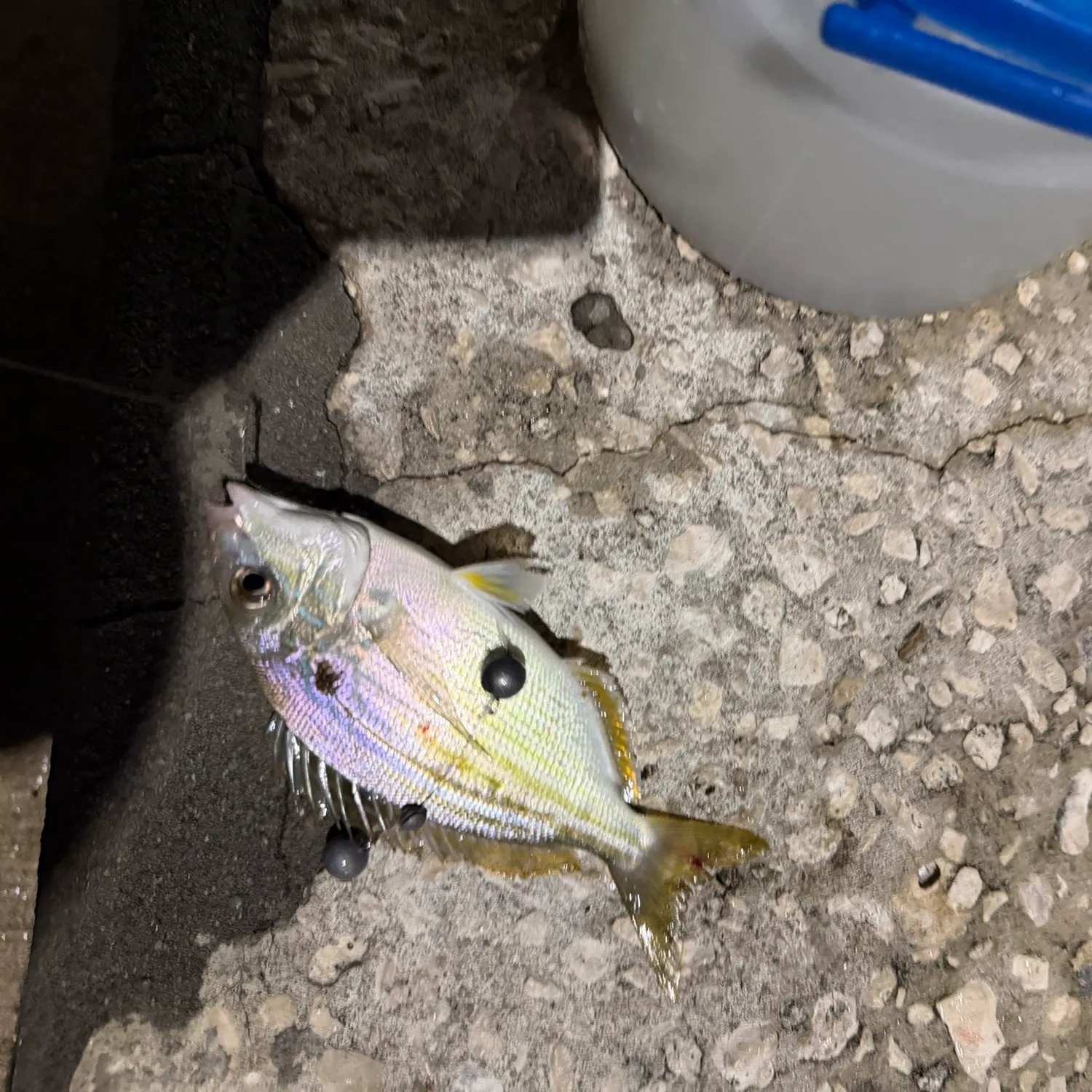 Pinfish caught on Fishbrain