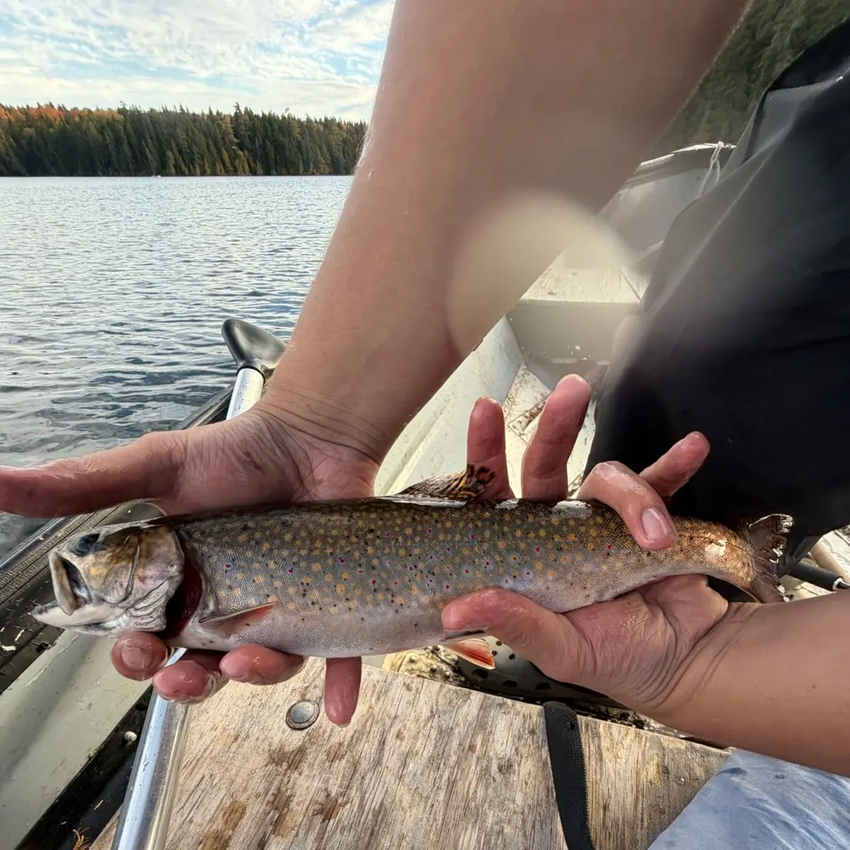 Brook trout caught on Fishbrain