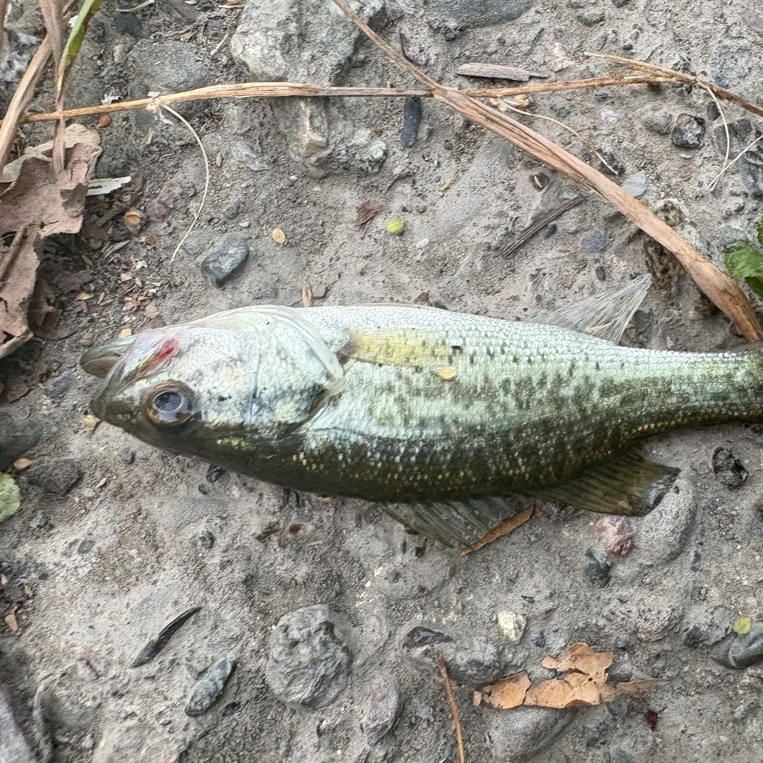 Spotted bass caught on Fishbrain