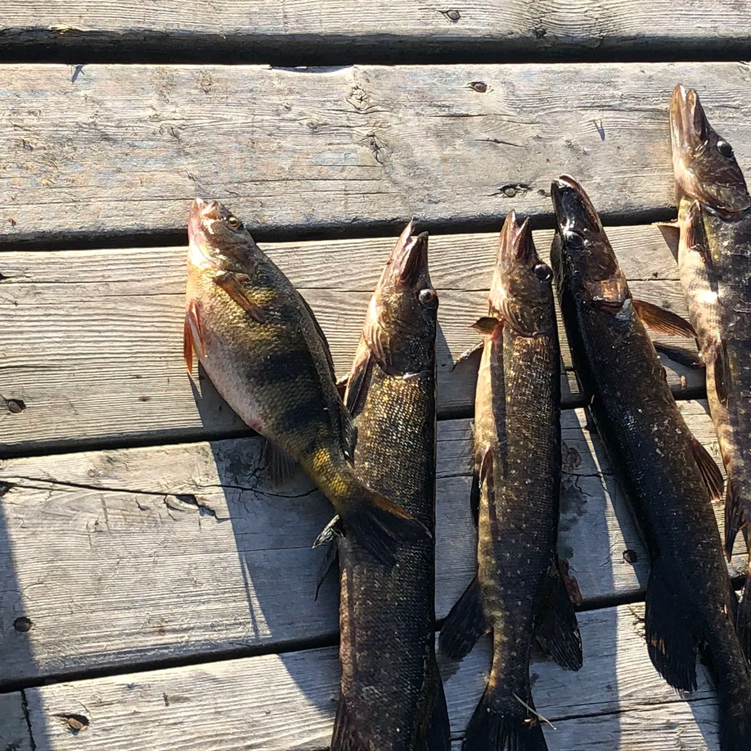 recently logged catches