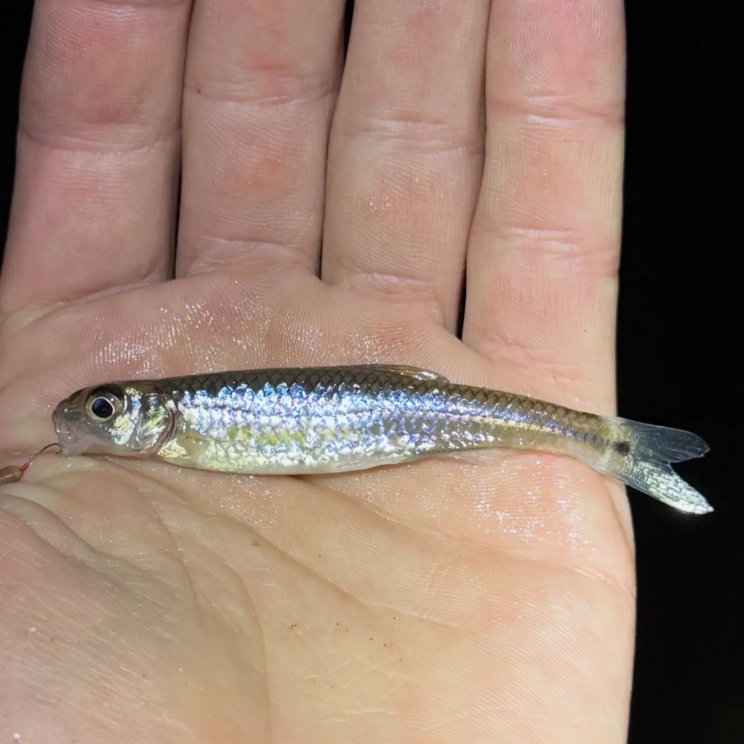 The most recent Mirror shiner catches on Fishbrain