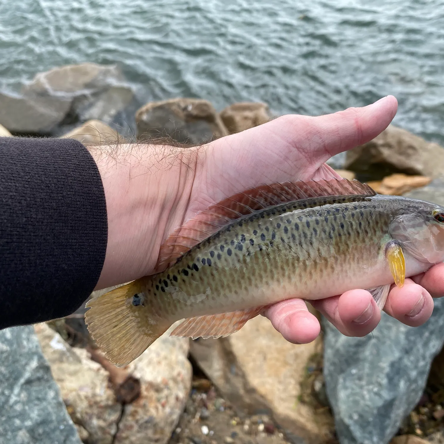 Rock wrasse caught on Fishbrain
