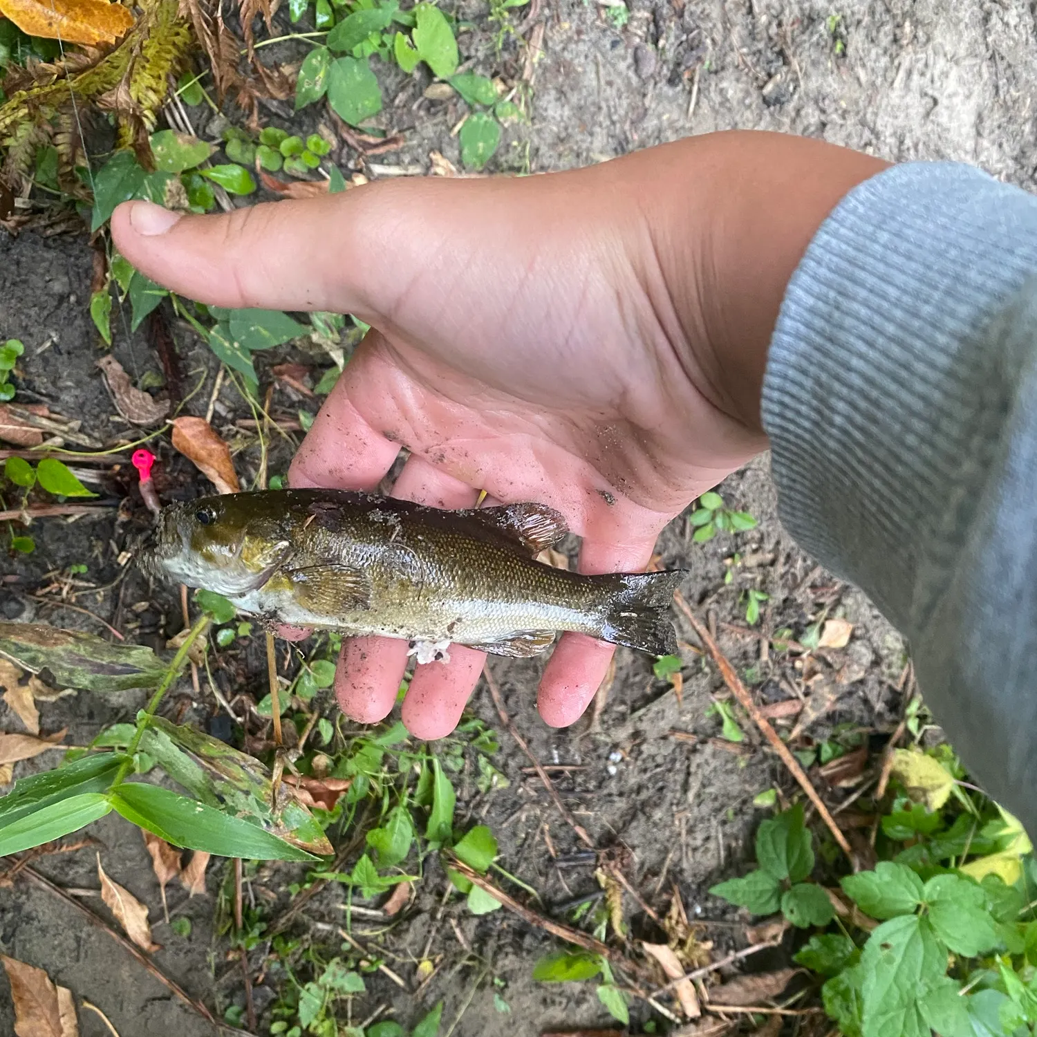 Smallmouth bass caught on Fishbrain