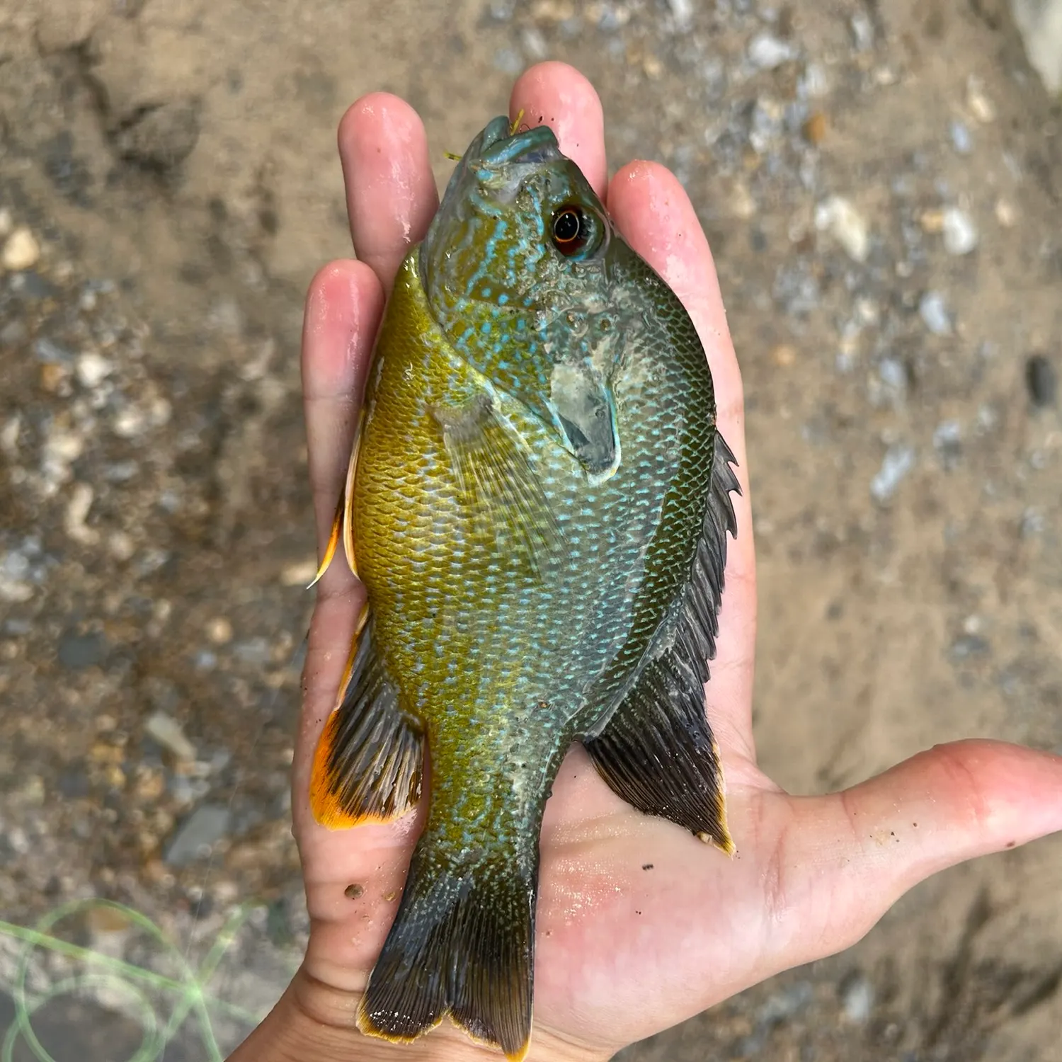 The most recent Longear x green sunfish catches on Fishbrain
