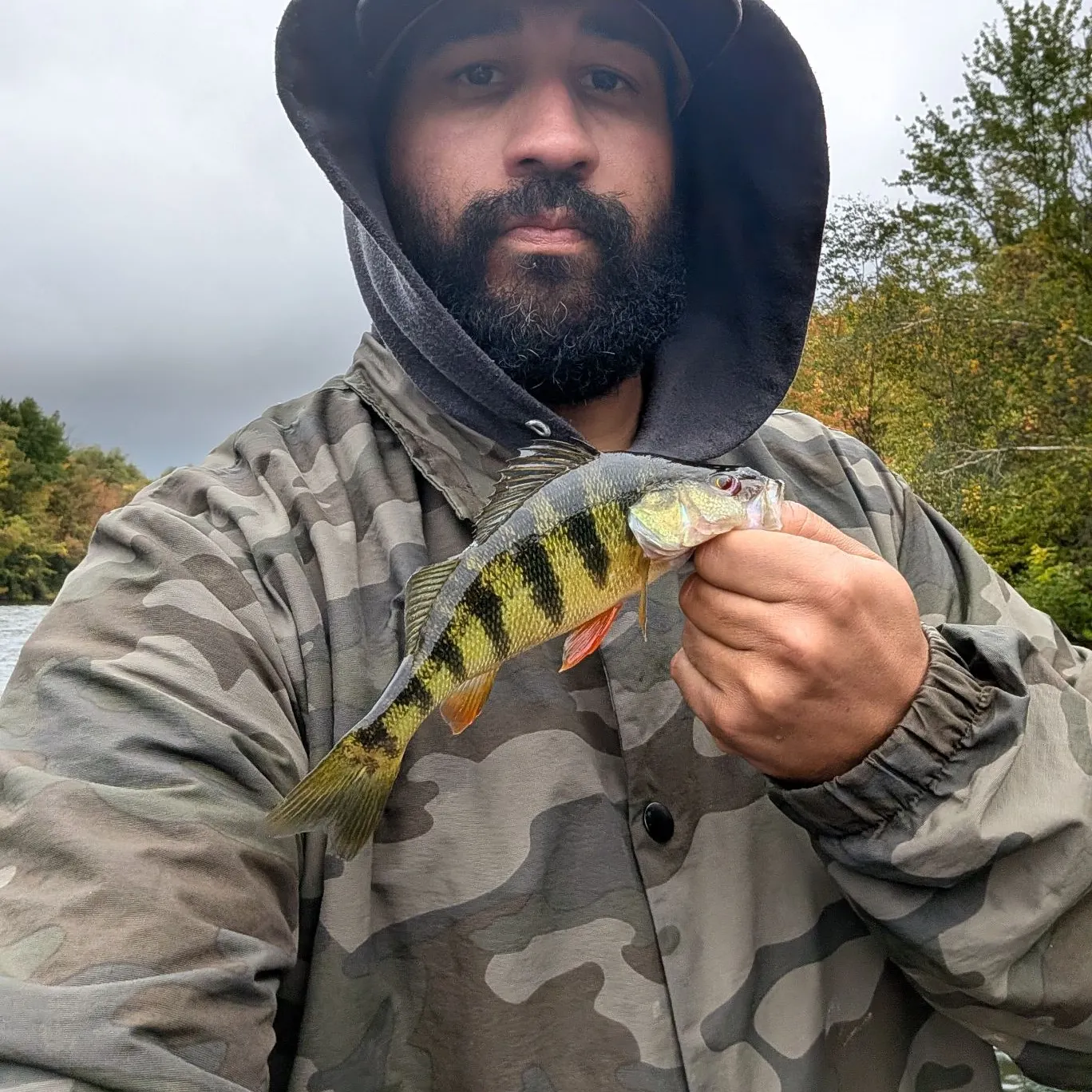 Yellow perch caught on Fishbrain