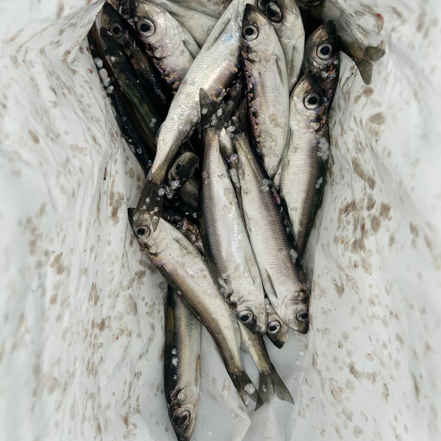 Atlantic herring caught on Fishbrain