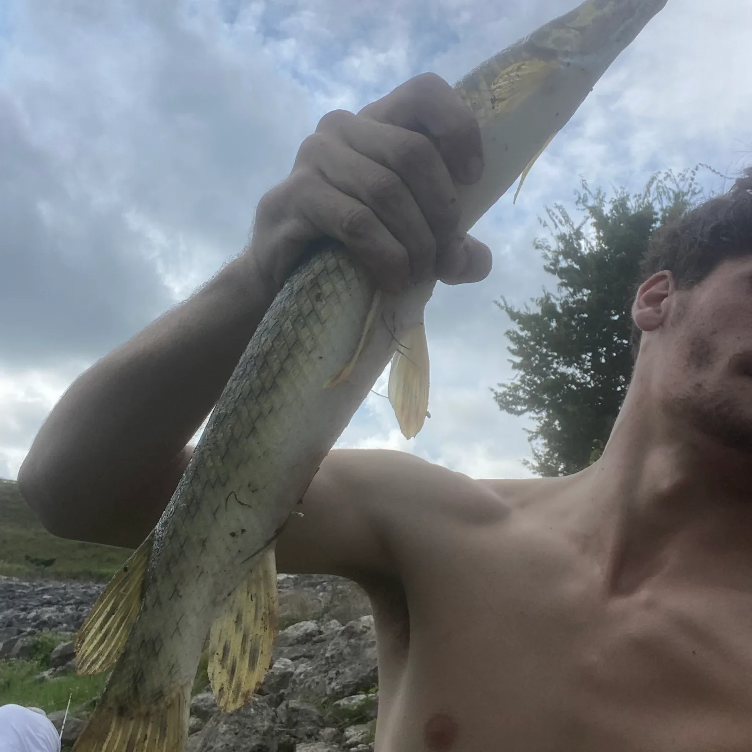 Spotted gar caught on Fishbrain