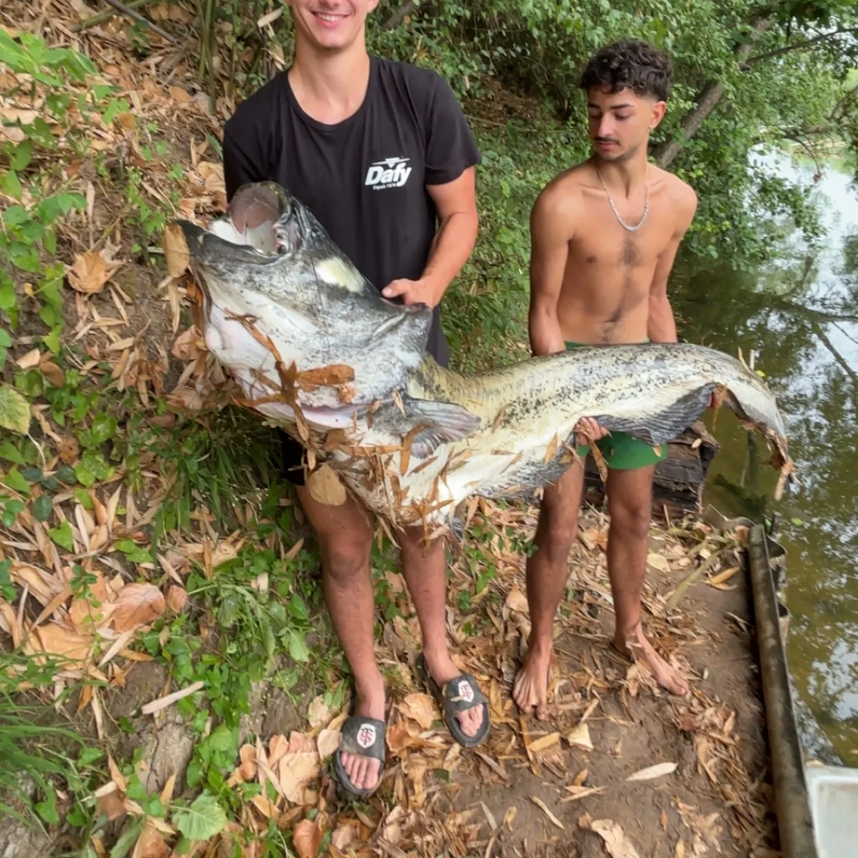 Wels catfish caught on Fishbrain