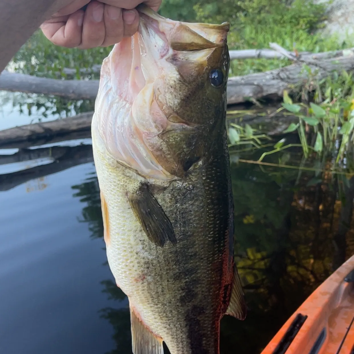 Largemouth bass caught on Fishbrain