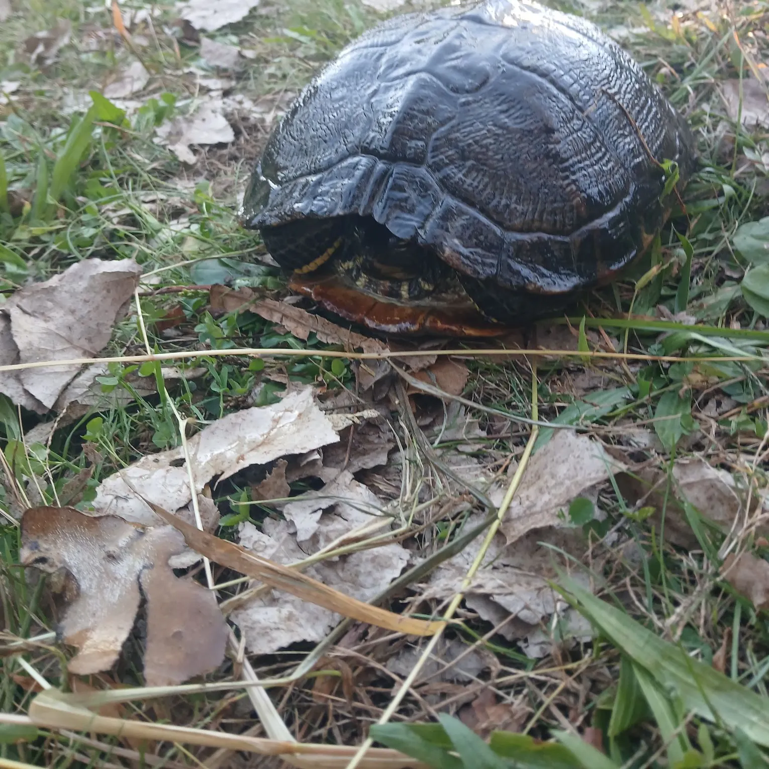 Pond slider turtle caught on Fishbrain