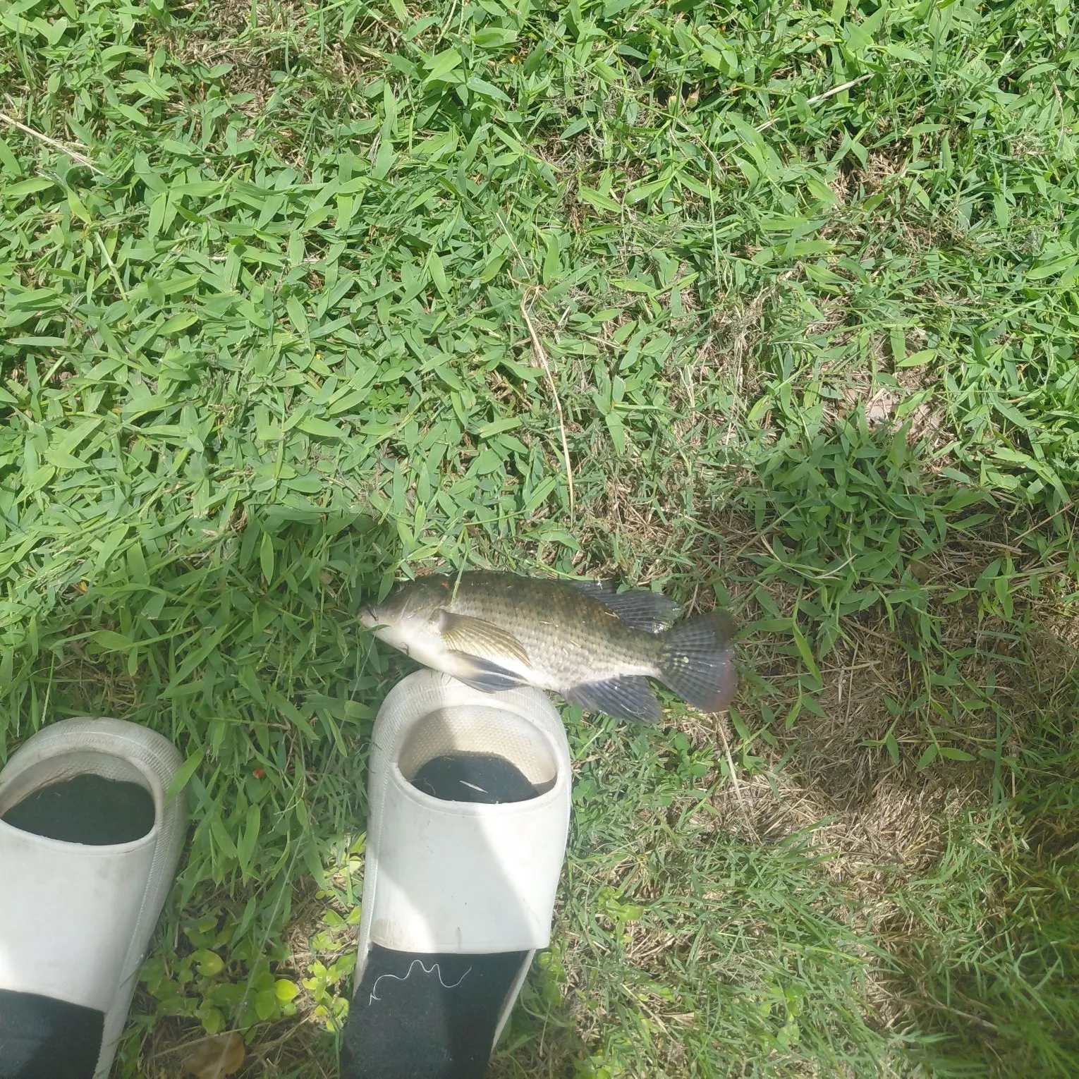 Nile tilapia caught on Fishbrain