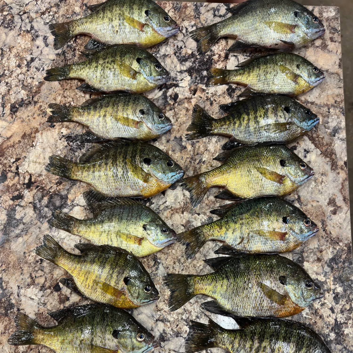 recently logged catches