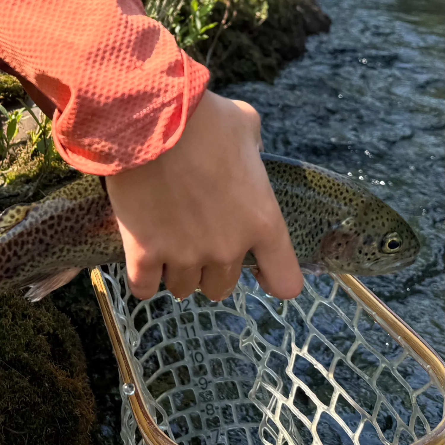 Fish caught on Fishbrain