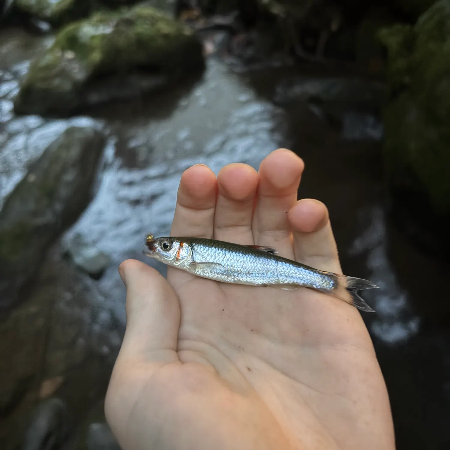 Warpaint shiner caught on Fishbrain