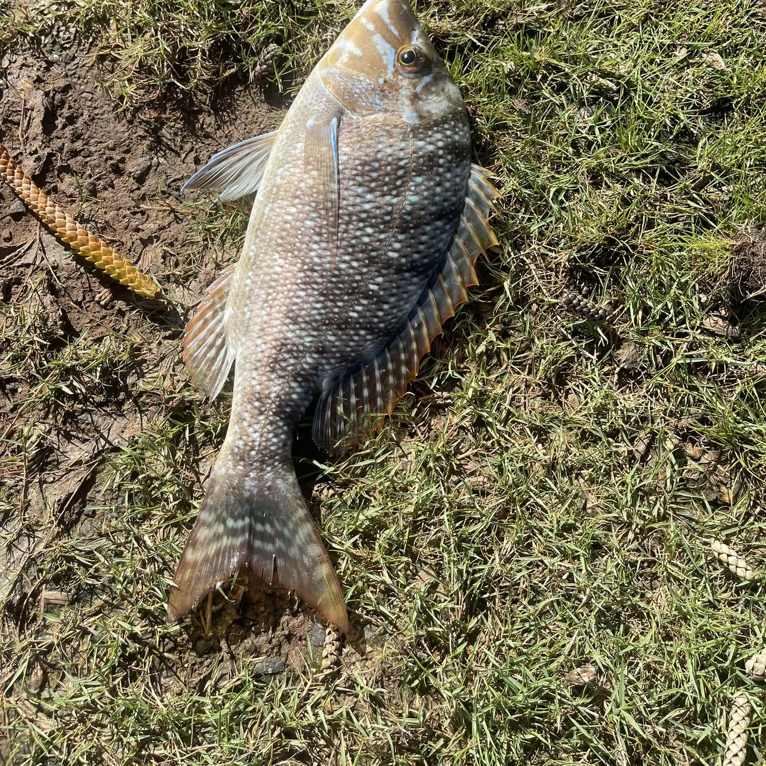 The most recent Grass emperor catches on Fishbrain