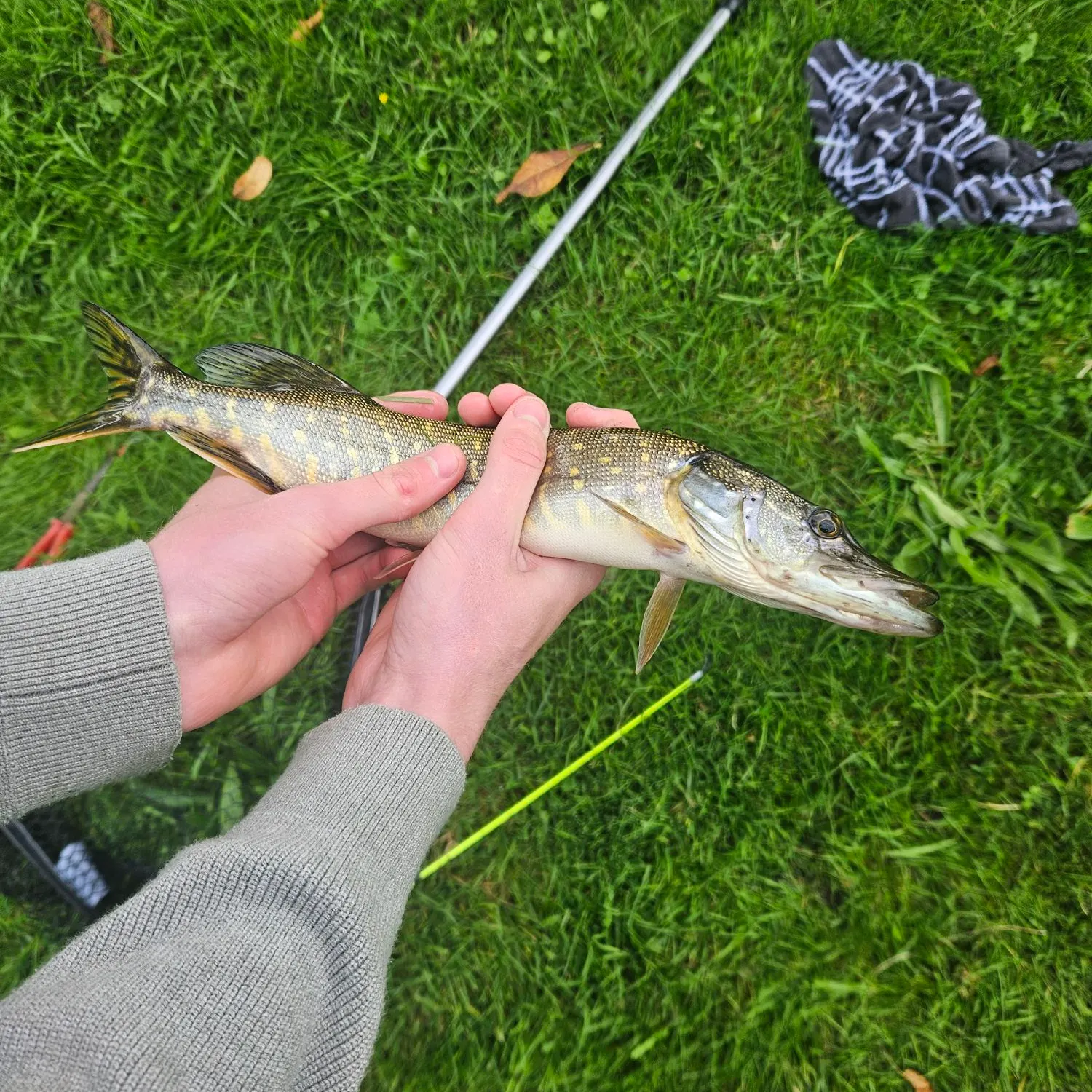 Northern pike caught on Fishbrain