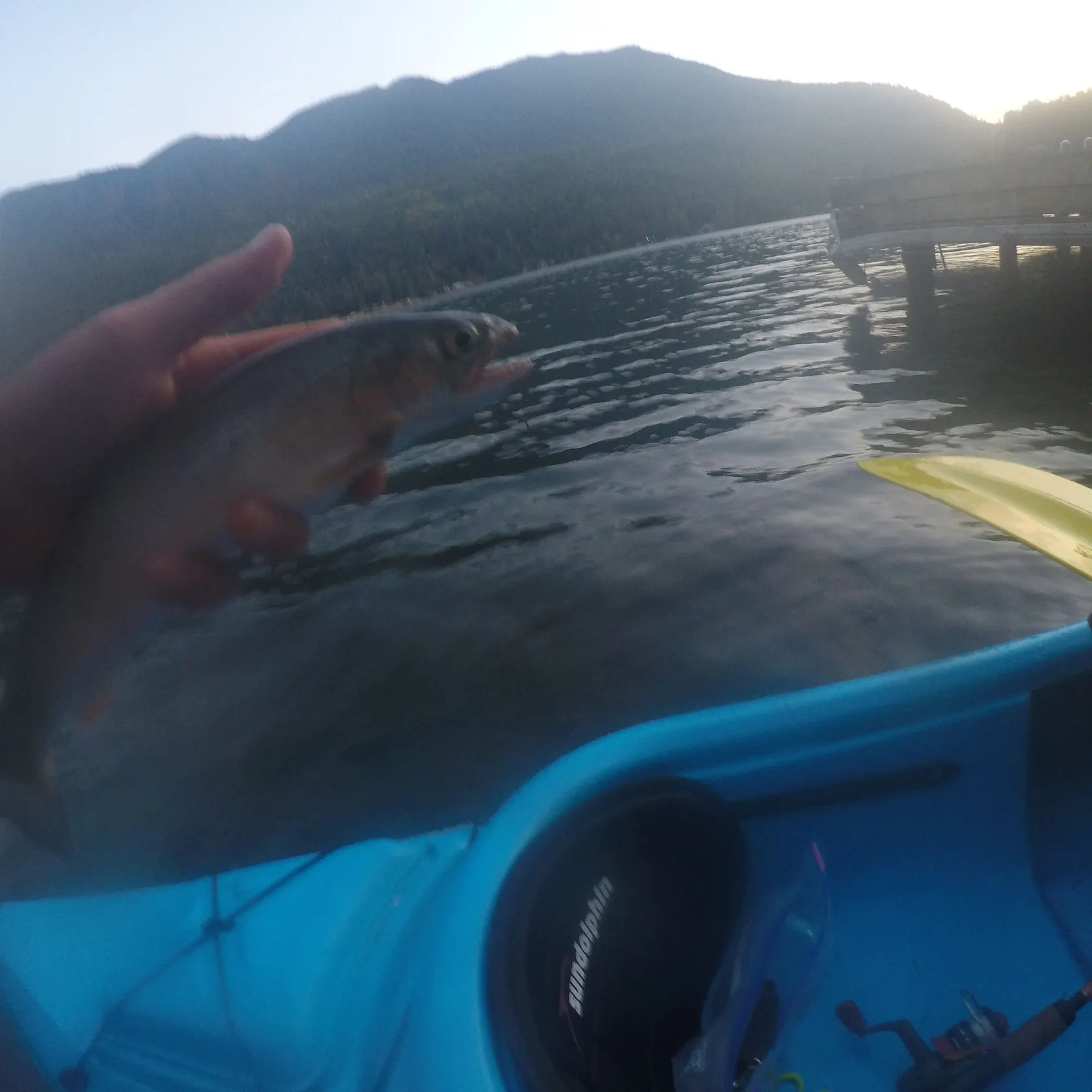 Rainbow trout caught on Fishbrain