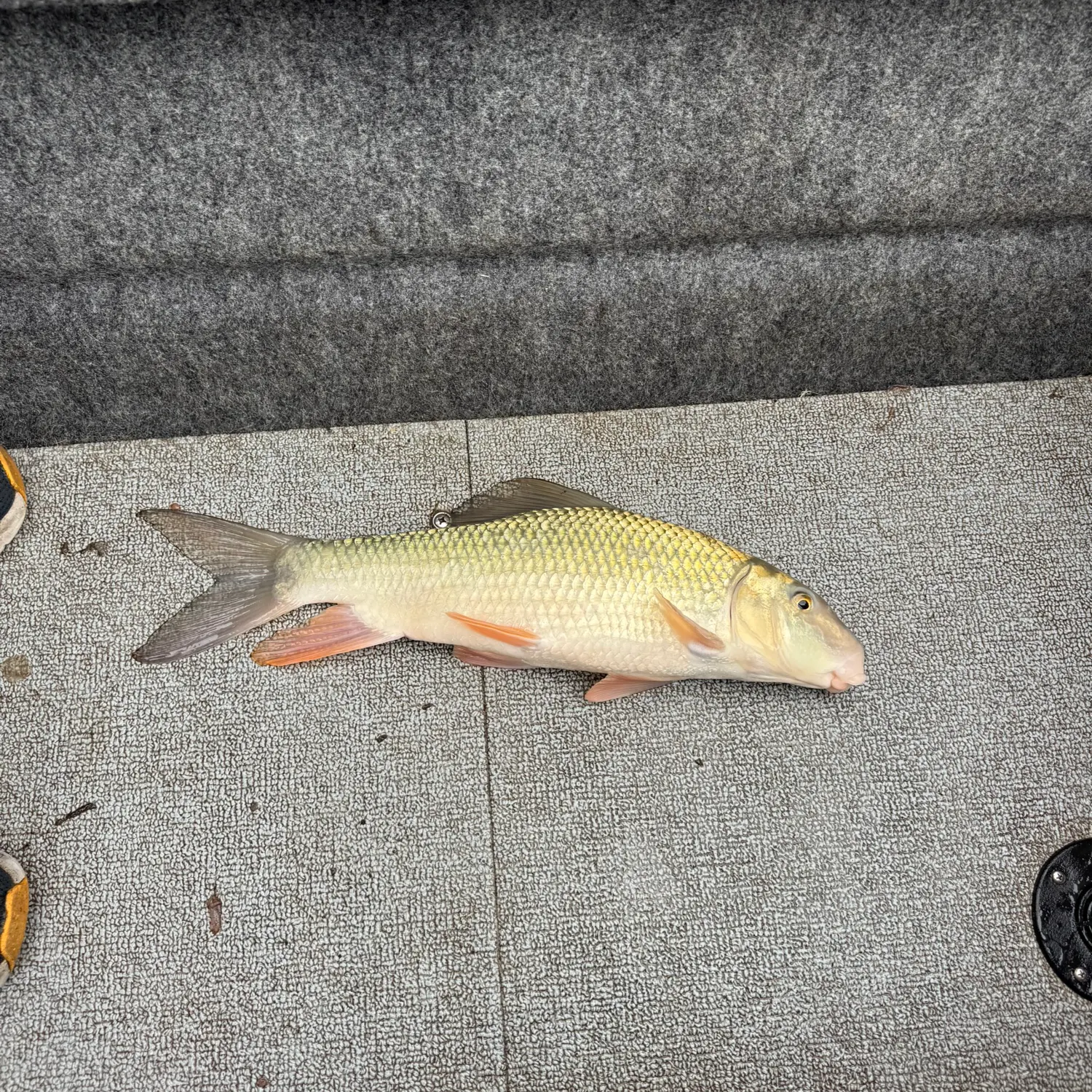 Silver redhorse caught on Fishbrain