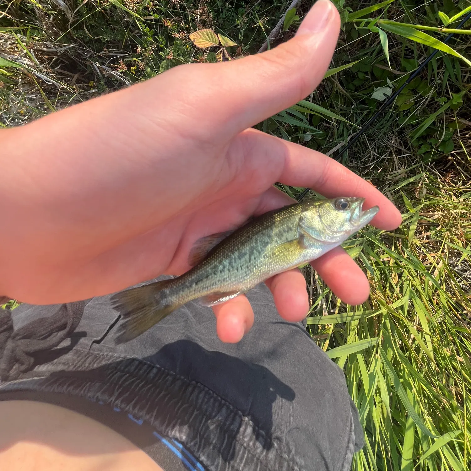 angler catch