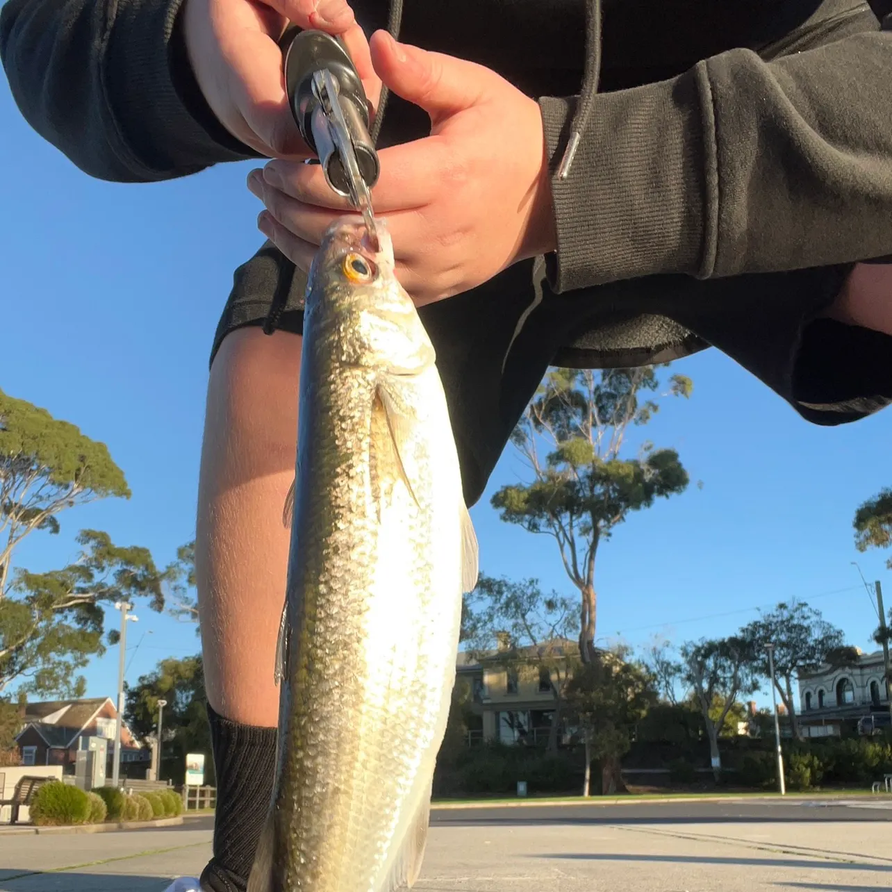 The most recent Yellow-eye mullet catches on Fishbrain