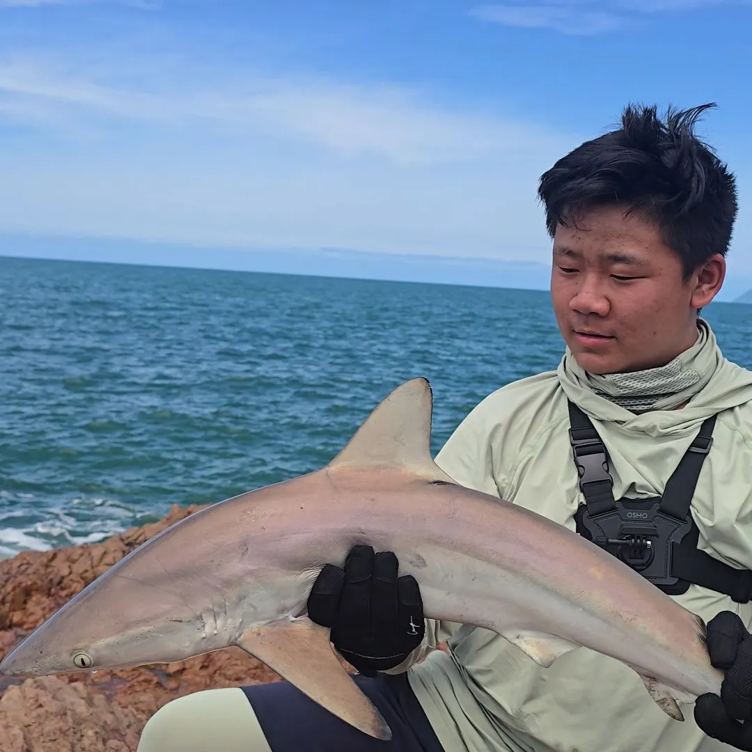 The most recent Blacktip shark catches on Fishbrain