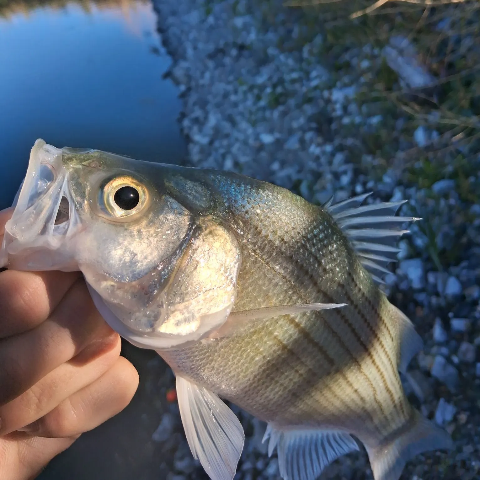 White bass caught on Fishbrain