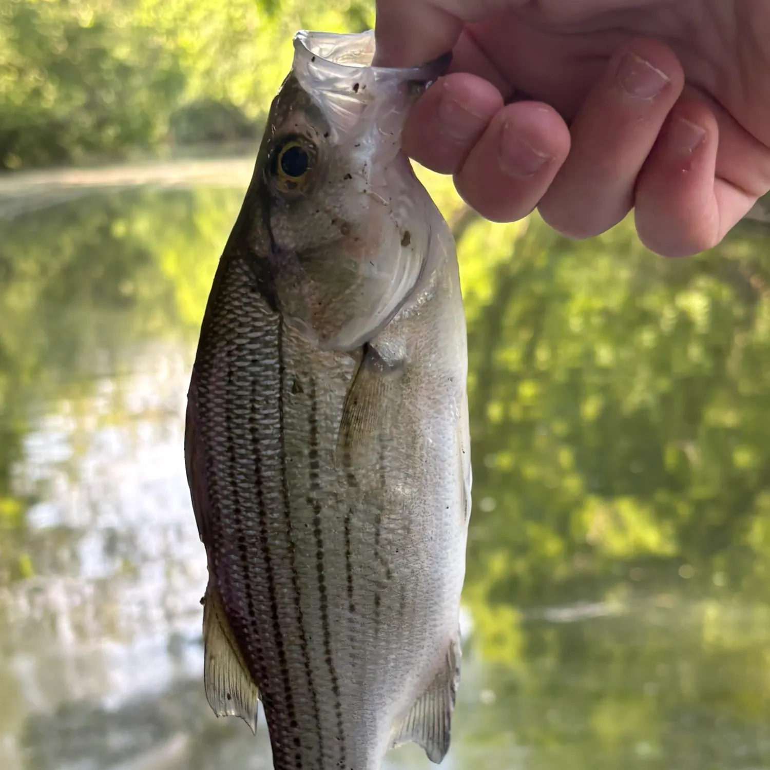 The most recent White bass catches on Fishbrain