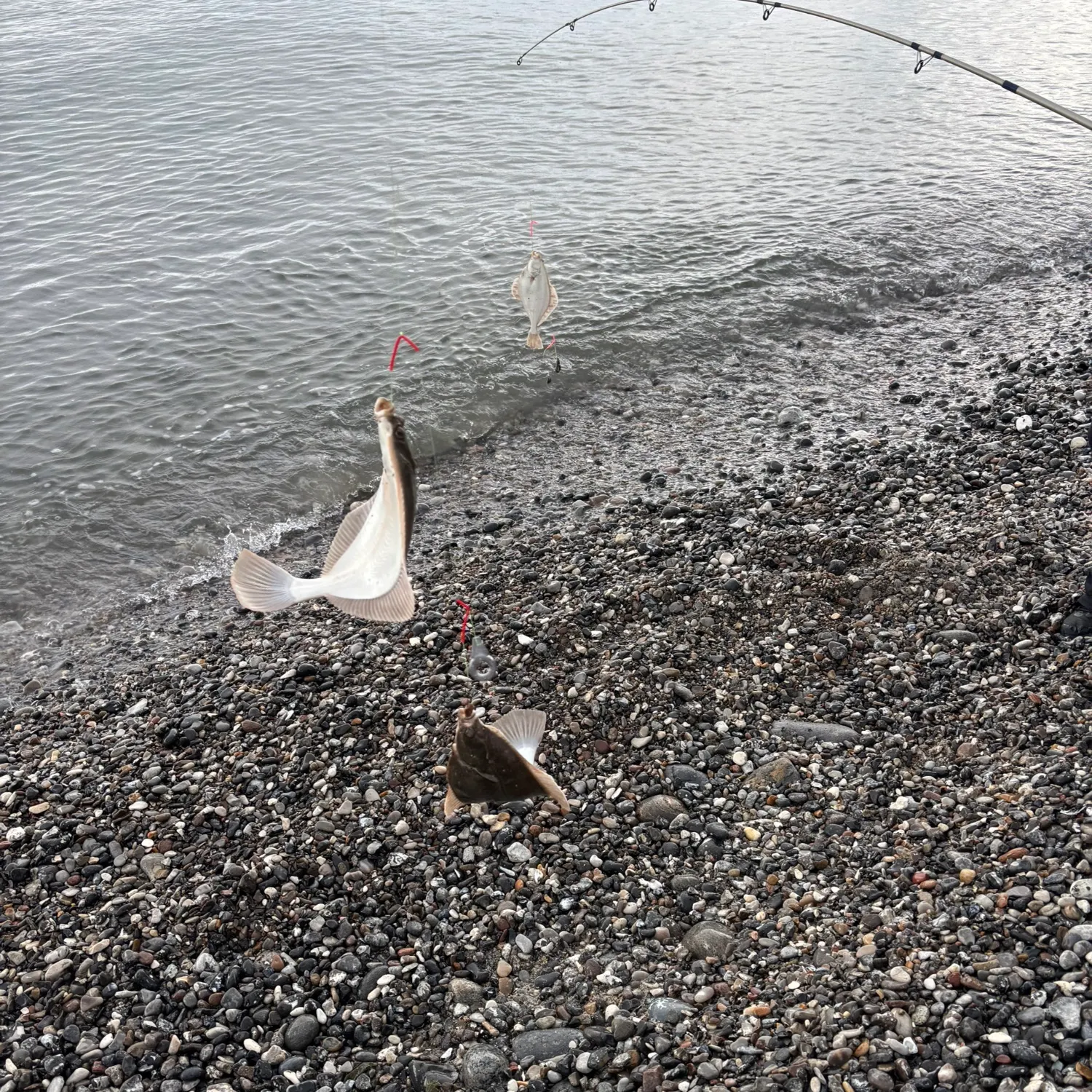 The most recent European plaice catches on Fishbrain