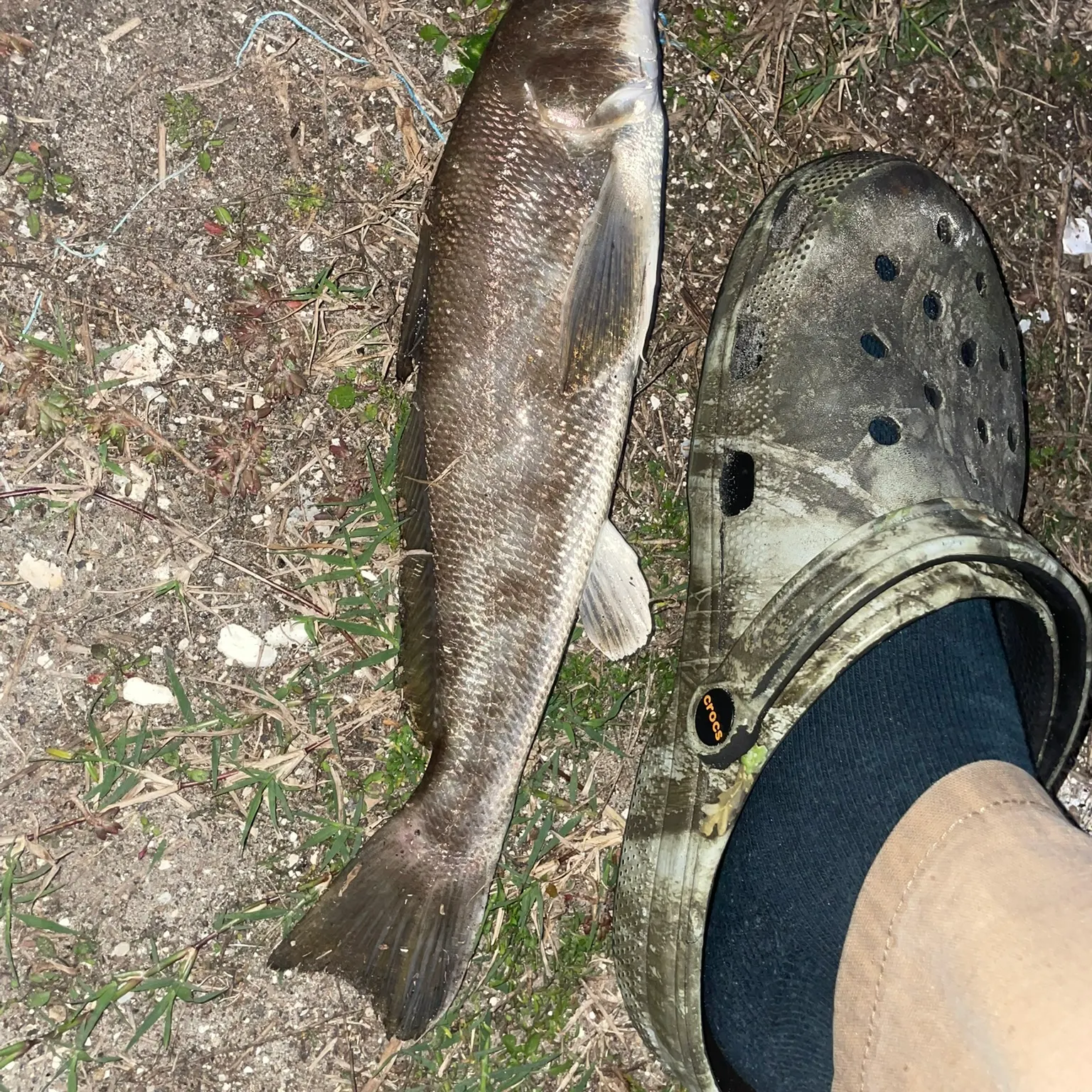 The most recent Southern kingcroaker catches on Fishbrain