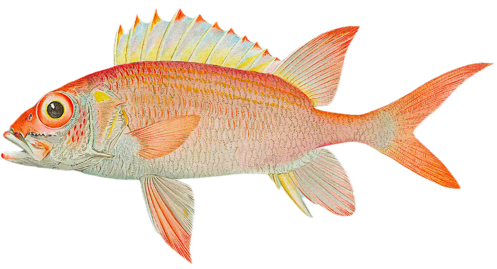 Squirrelfish