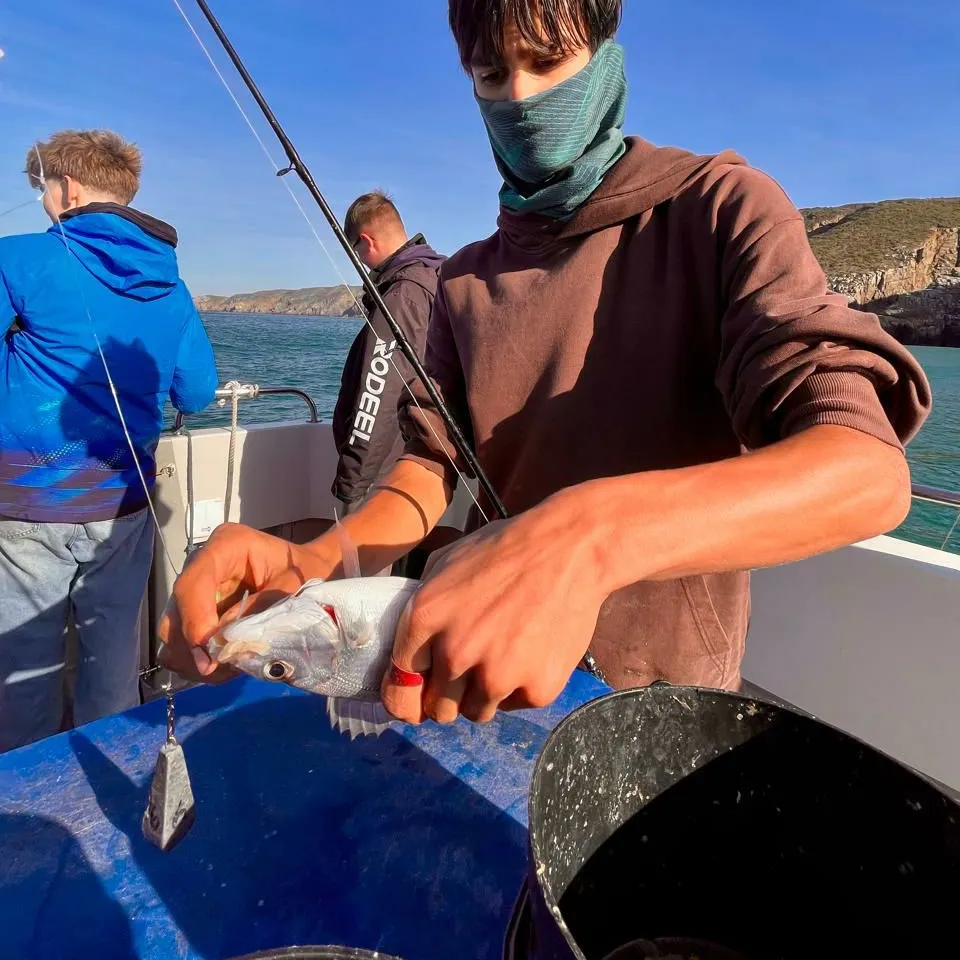 The most recent Black seabream catches on Fishbrain