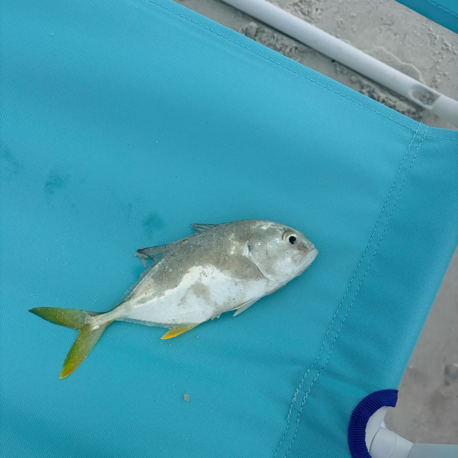 Florida pompano caught on Fishbrain