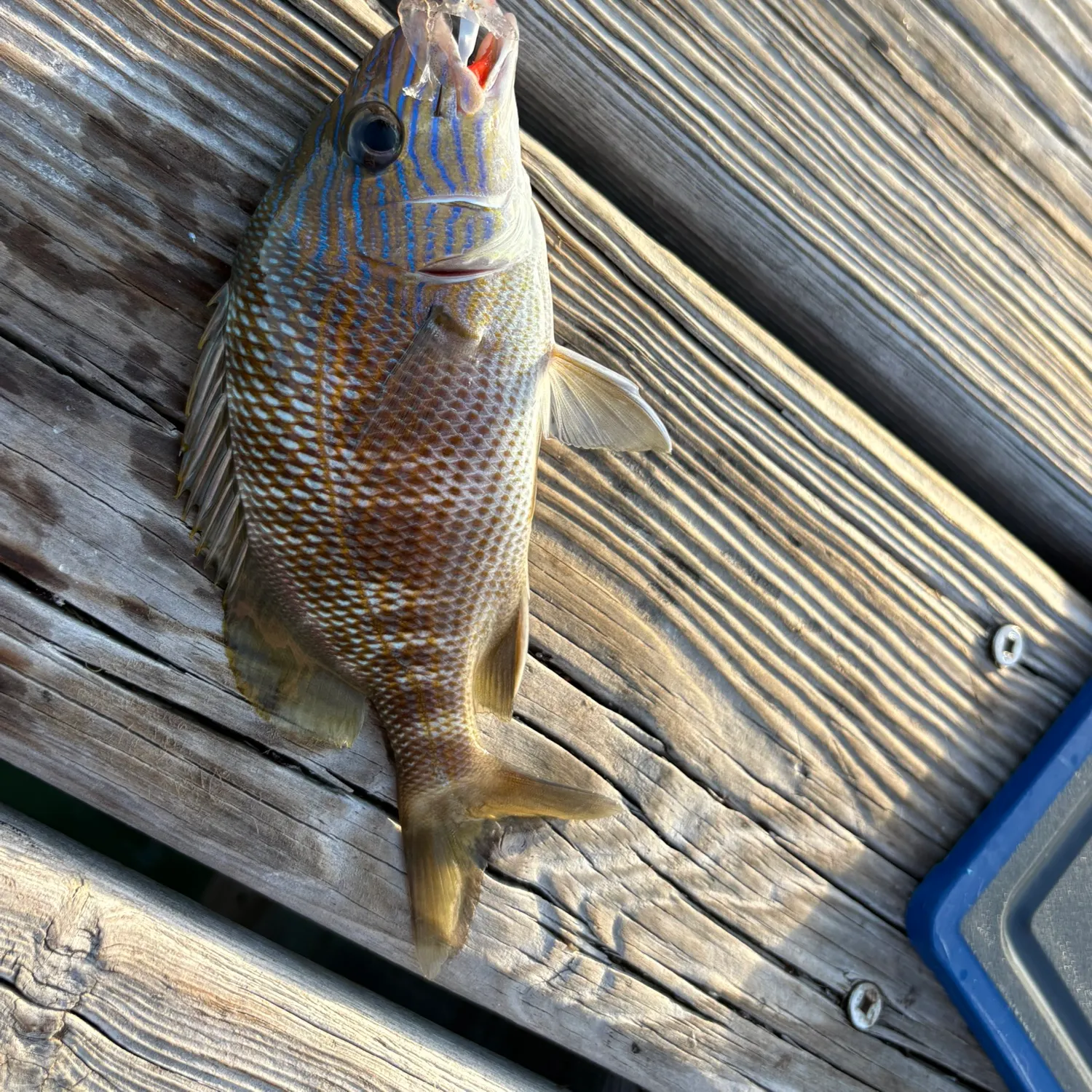 The most recent White grunt catches on Fishbrain
