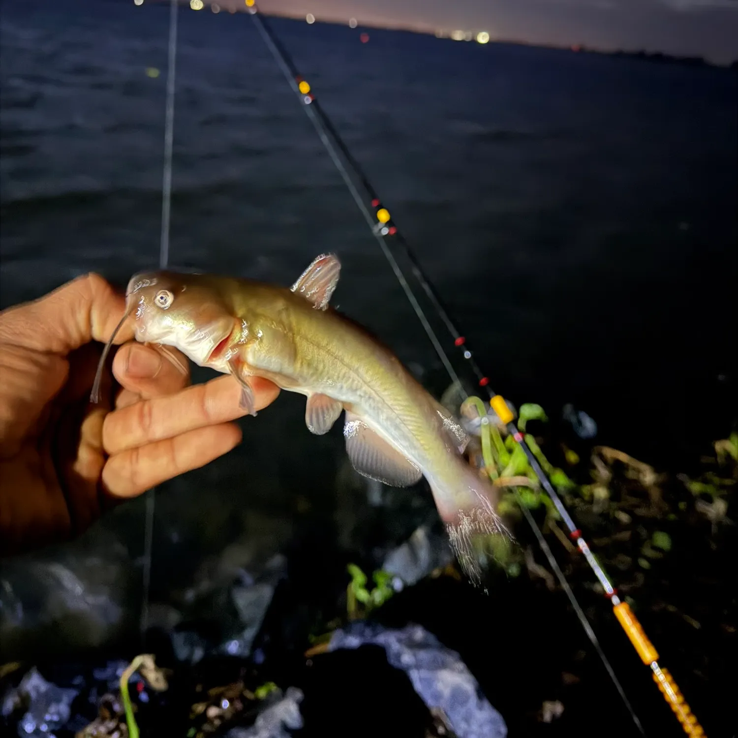 White bullhead caught on Fishbrain