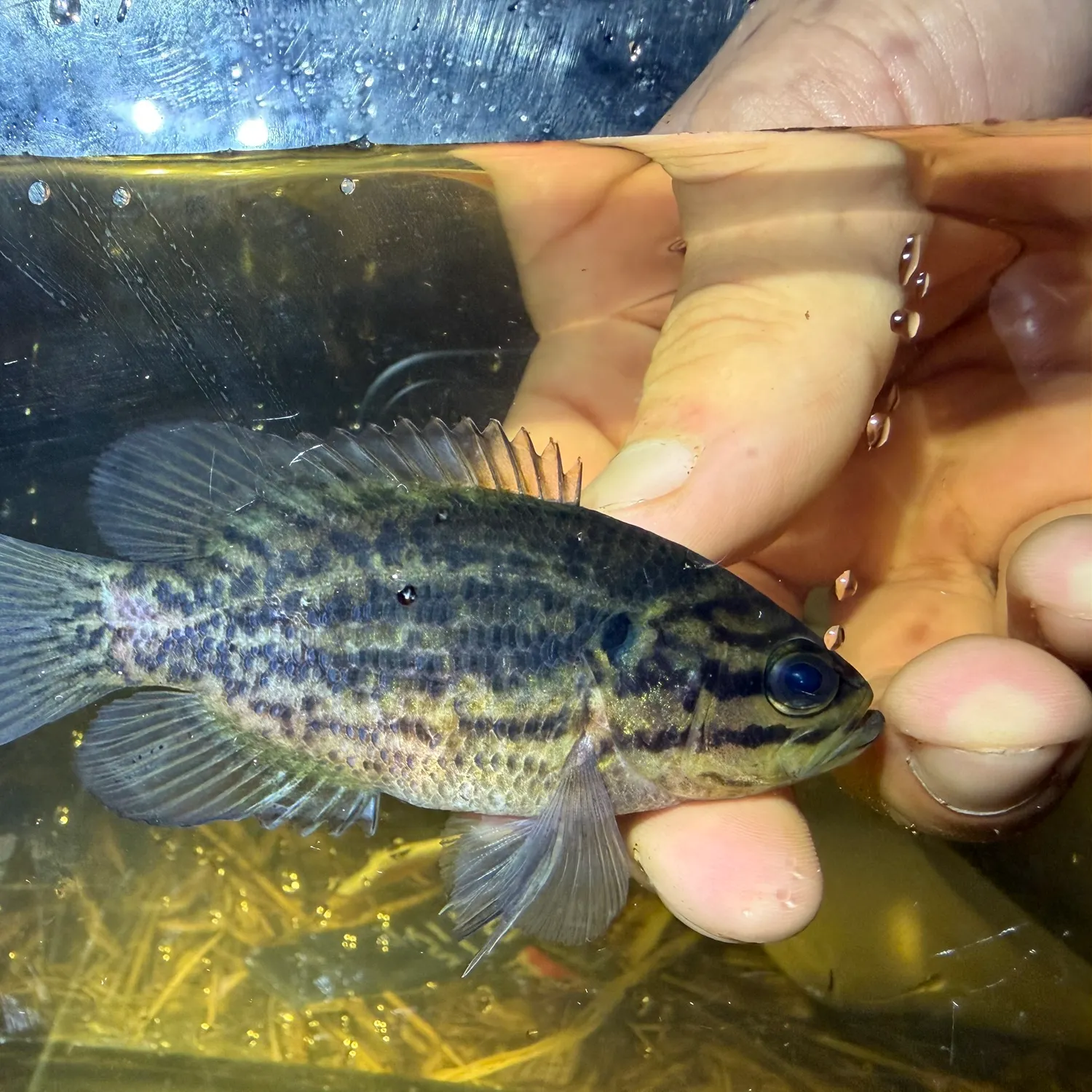 The most recent Mud sunfish catches on Fishbrain