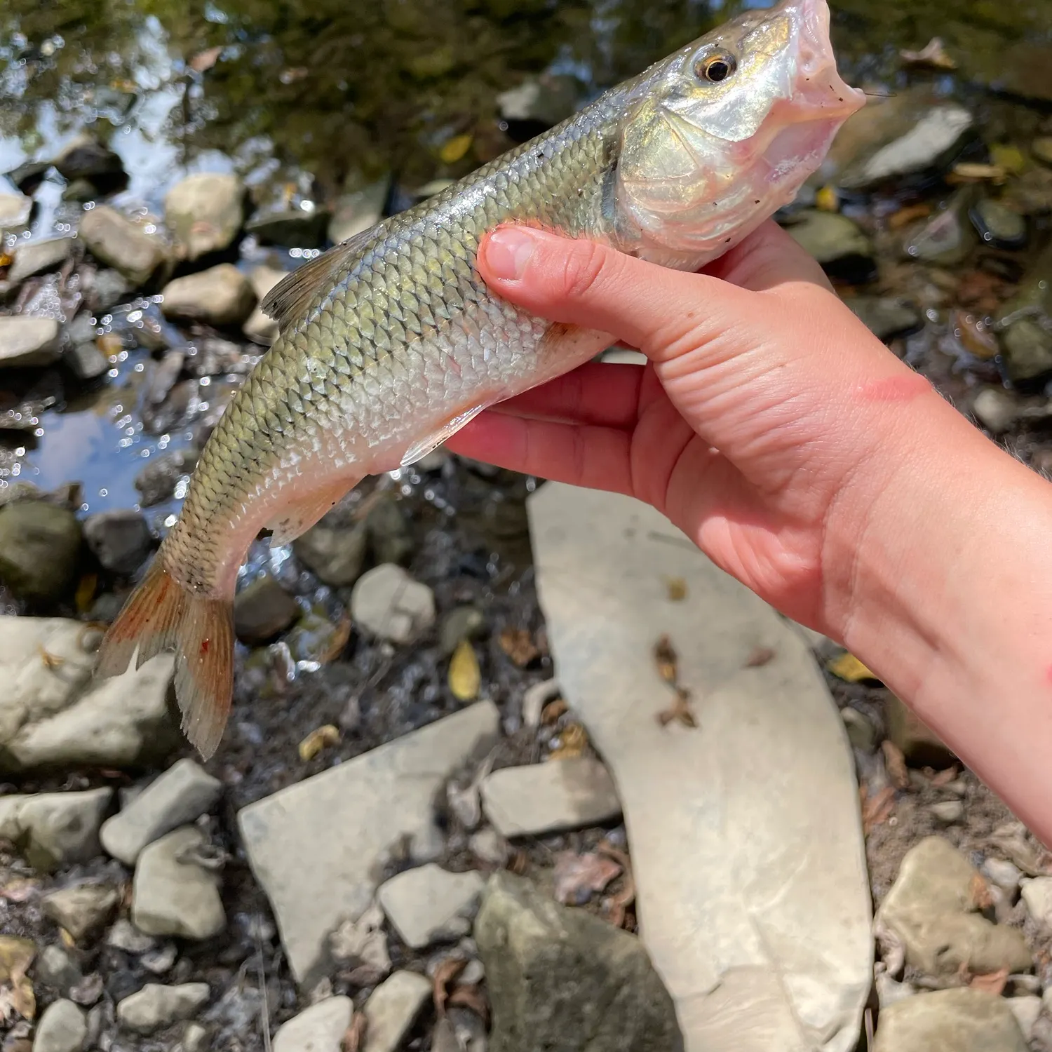 Fallfish caught on Fishbrain