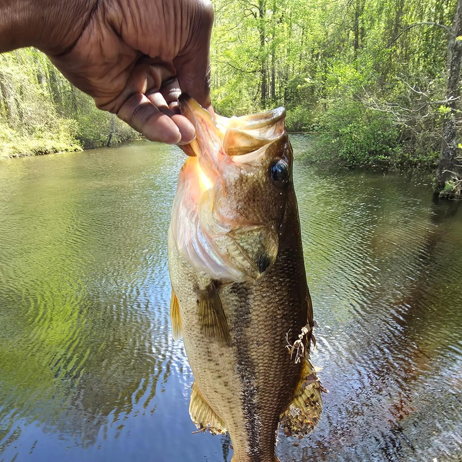 Largemouth bass caught on Fishbrain