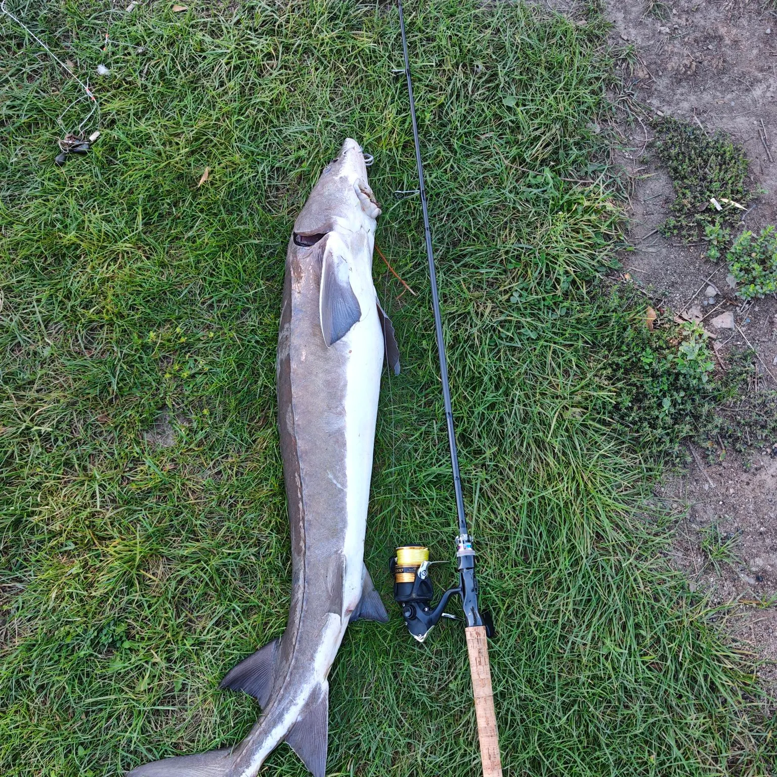 Lake sturgeon caught on Fishbrain