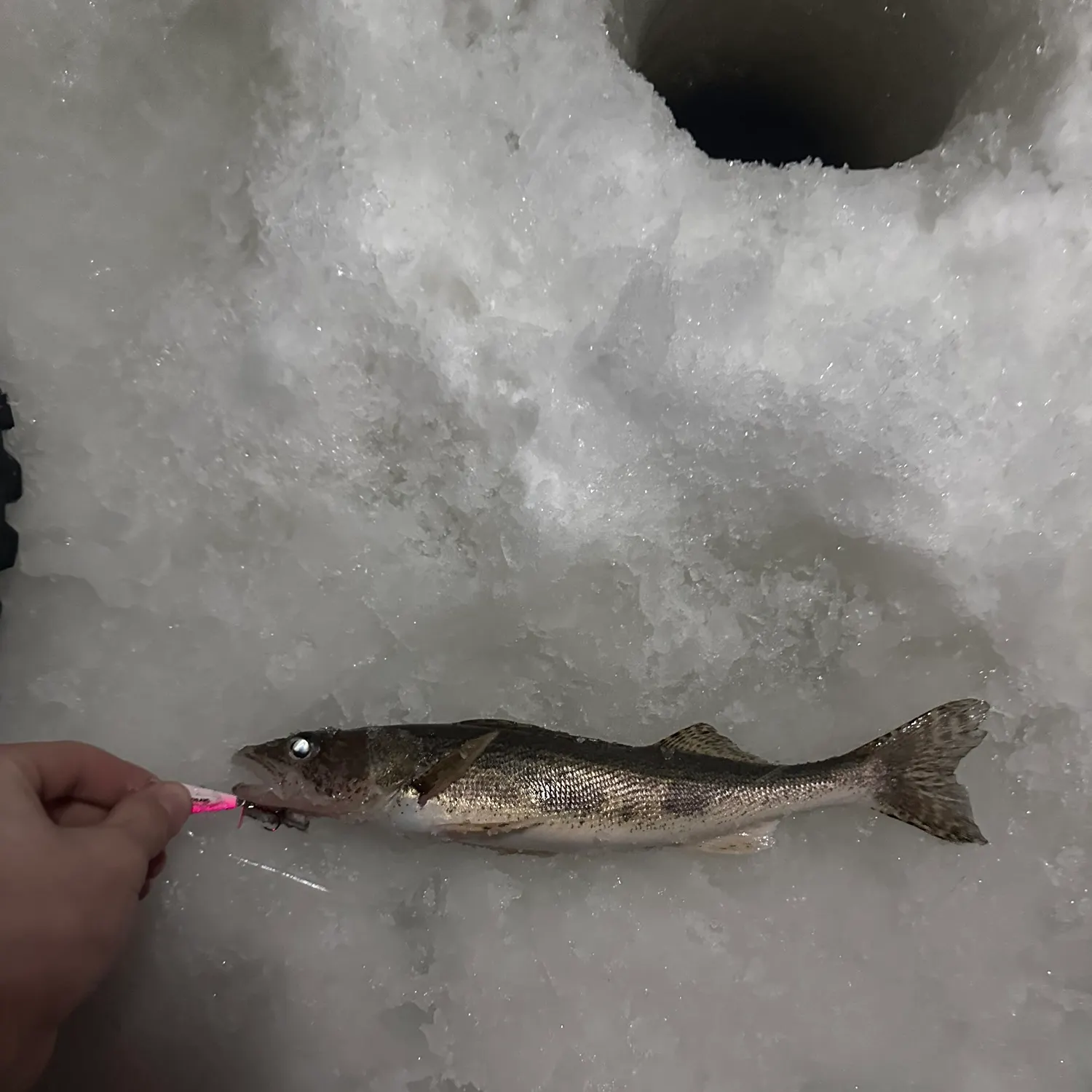 The most recent Sauger catches on Fishbrain