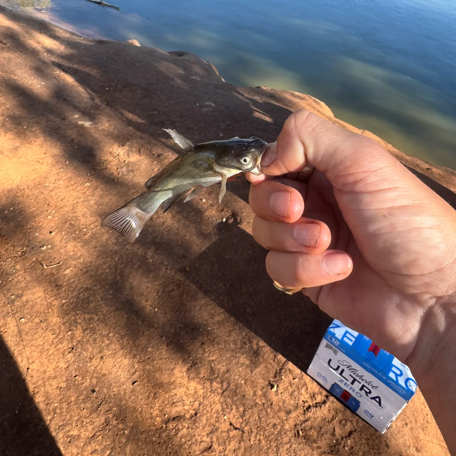 Black bullhead caught on Fishbrain